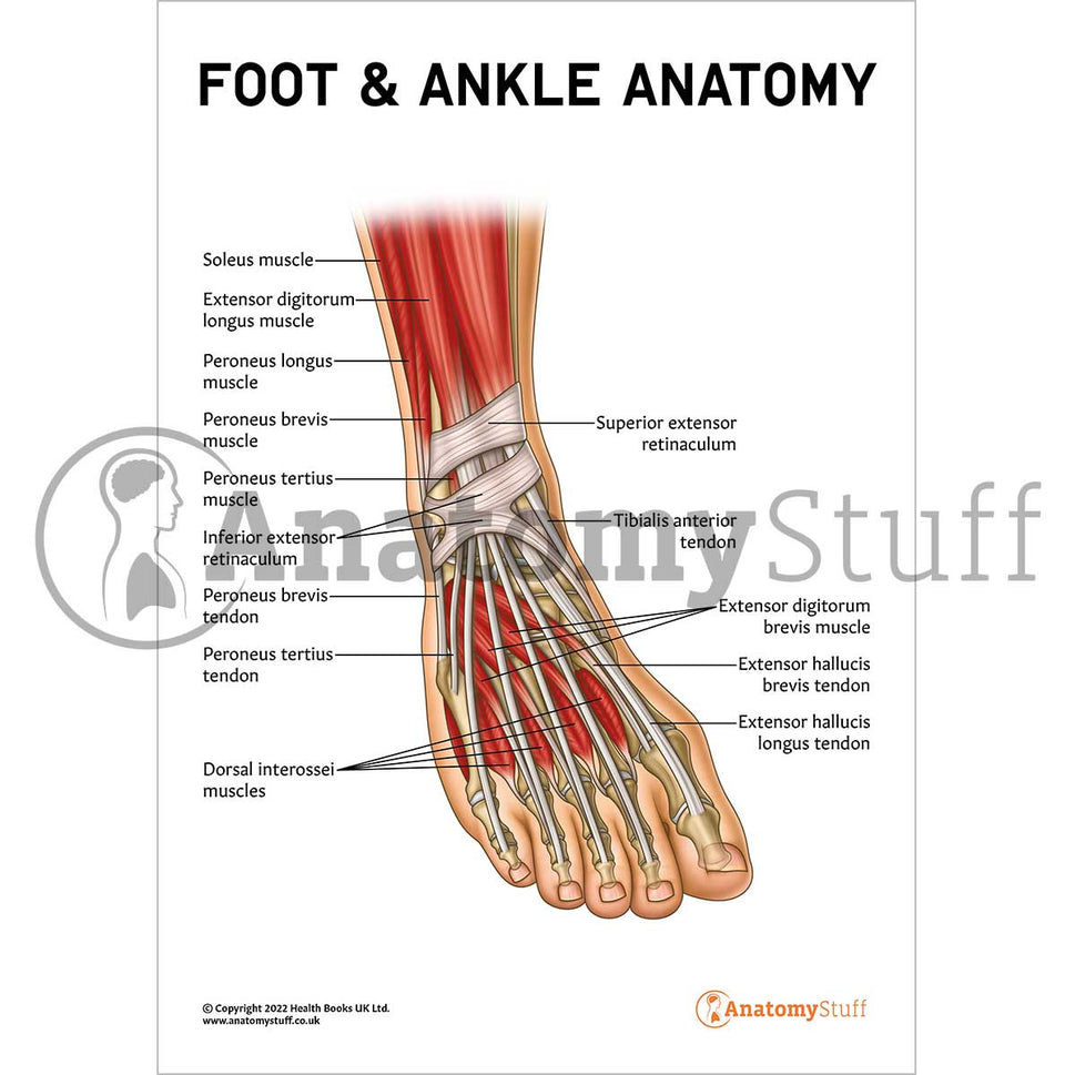 Foot & Ankle Anatomy Poster / Worksheet (Interactive & Printable PDF)
