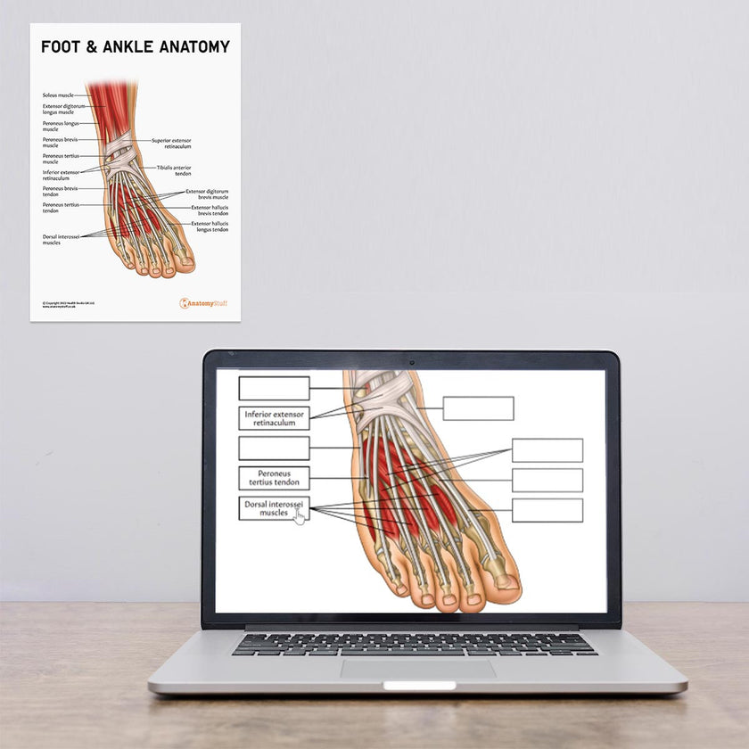 Laptop and Wall Chart Version Of Foot & Ankle Anatomy Poster / Worksheet – Digital Download