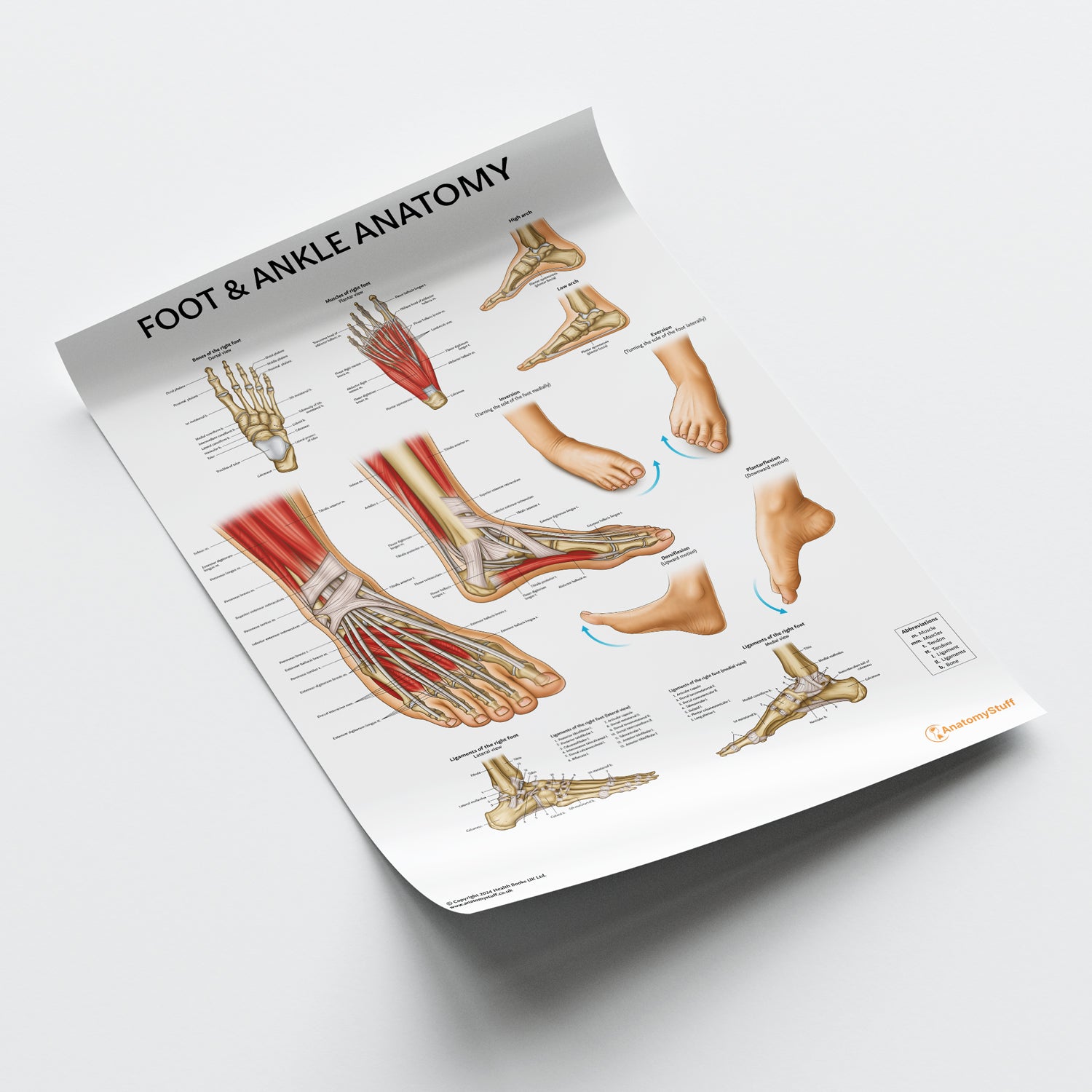 Foot & Ankle Anatomy Chart / Poster