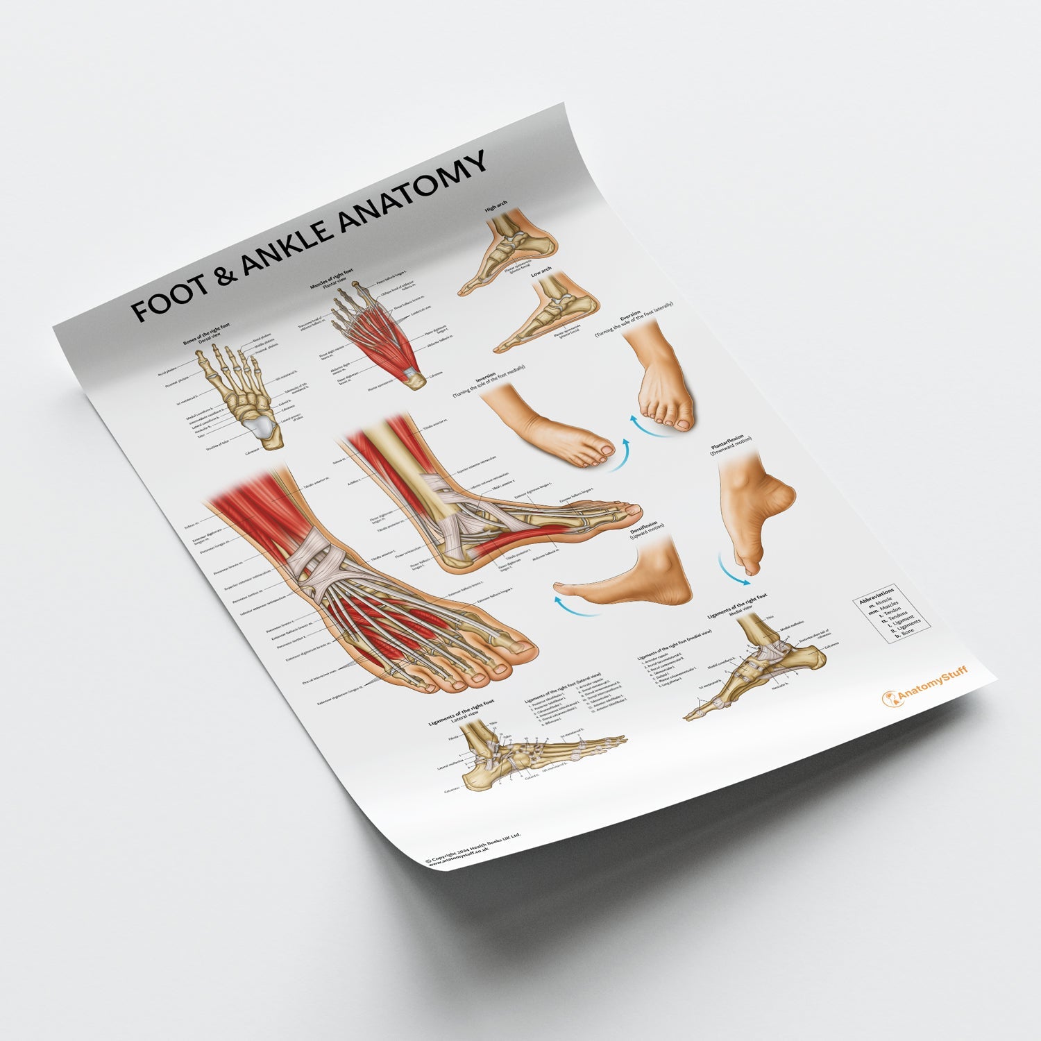 Foot & Ankle Anatomy Chart / Poster - Part of Collection