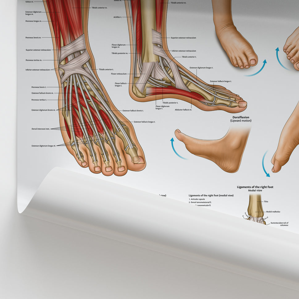 Foot & Ankle Anatomy Chart / Poster