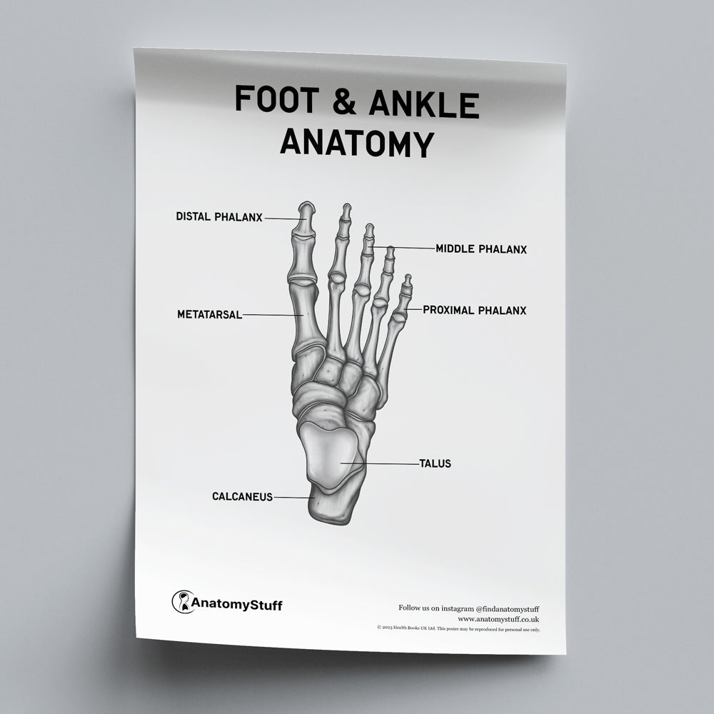 Foot & Ankle Anatomy Poster PDF