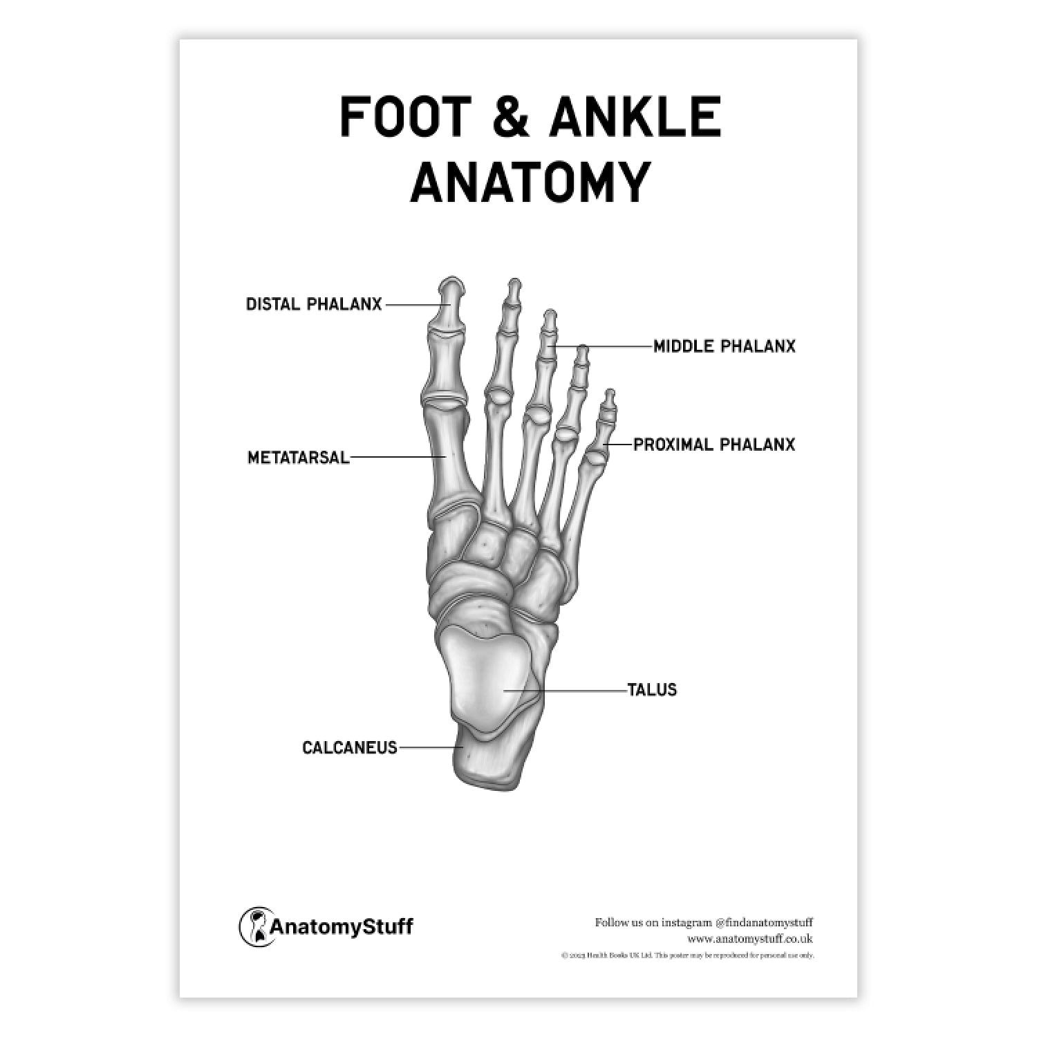 Foot & Ankle Anatomy Poster PDF