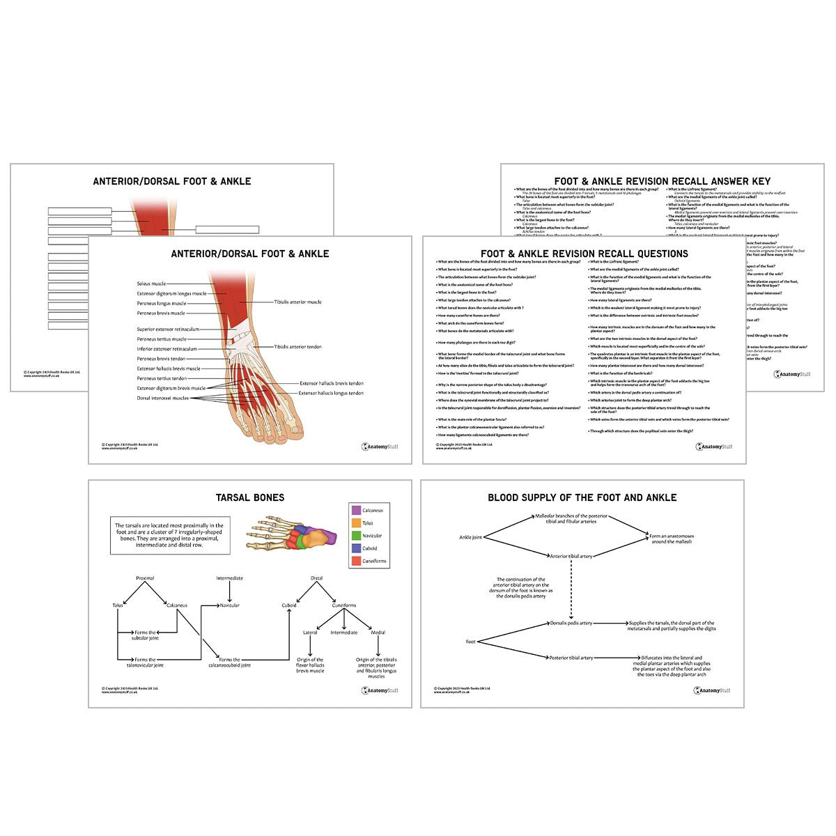 Foot & Ankle Anatomy Revision Worksheets (Interactive & Printable PDFs)