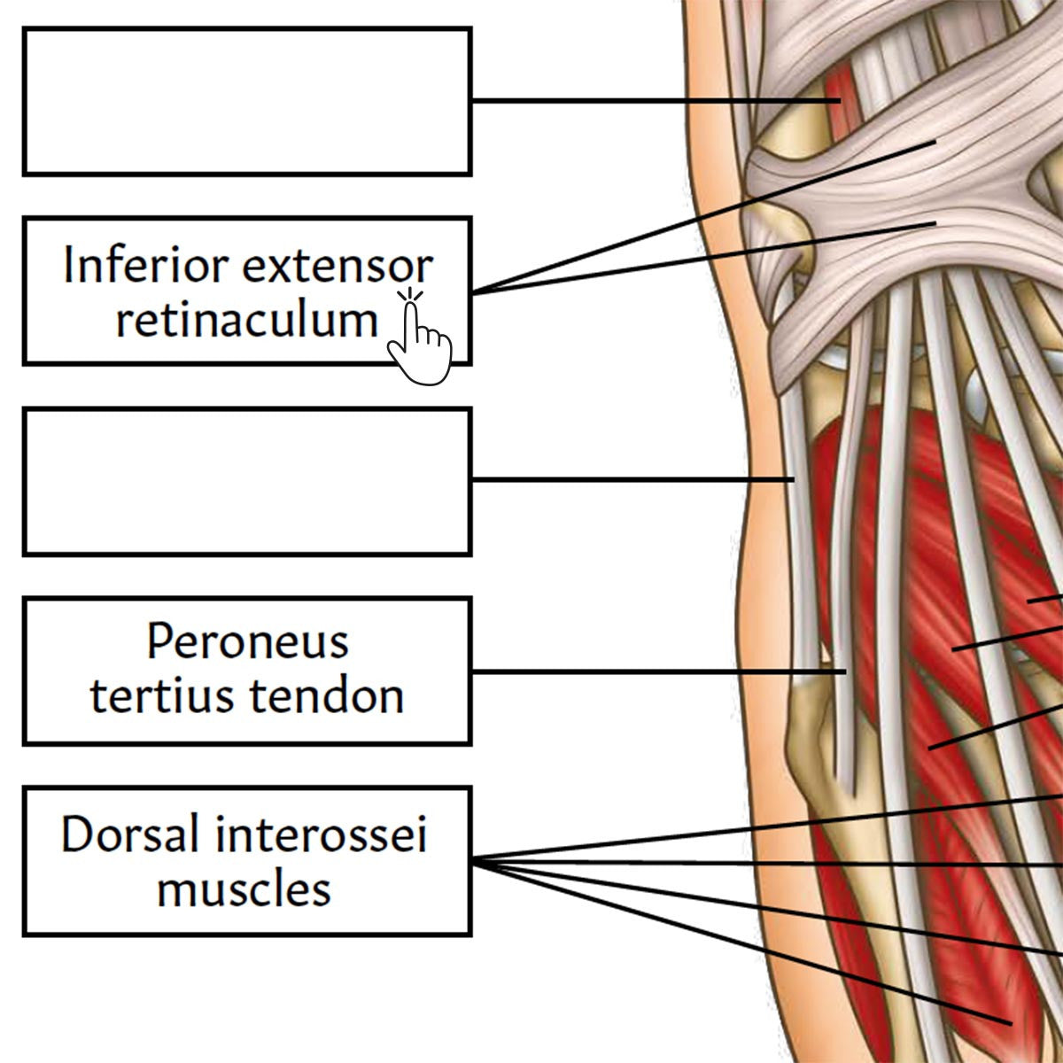 Foot & Ankle Anatomy Poster / Worksheet (Interactive & Printable PDF)