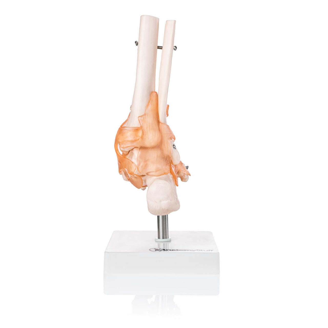 Budget Foot and Ankle Model with Ligaments