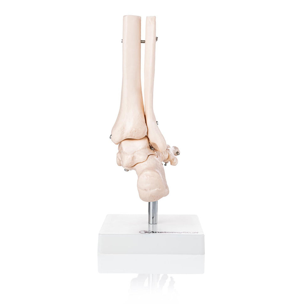 Budget Foot and Ankle Joint Model