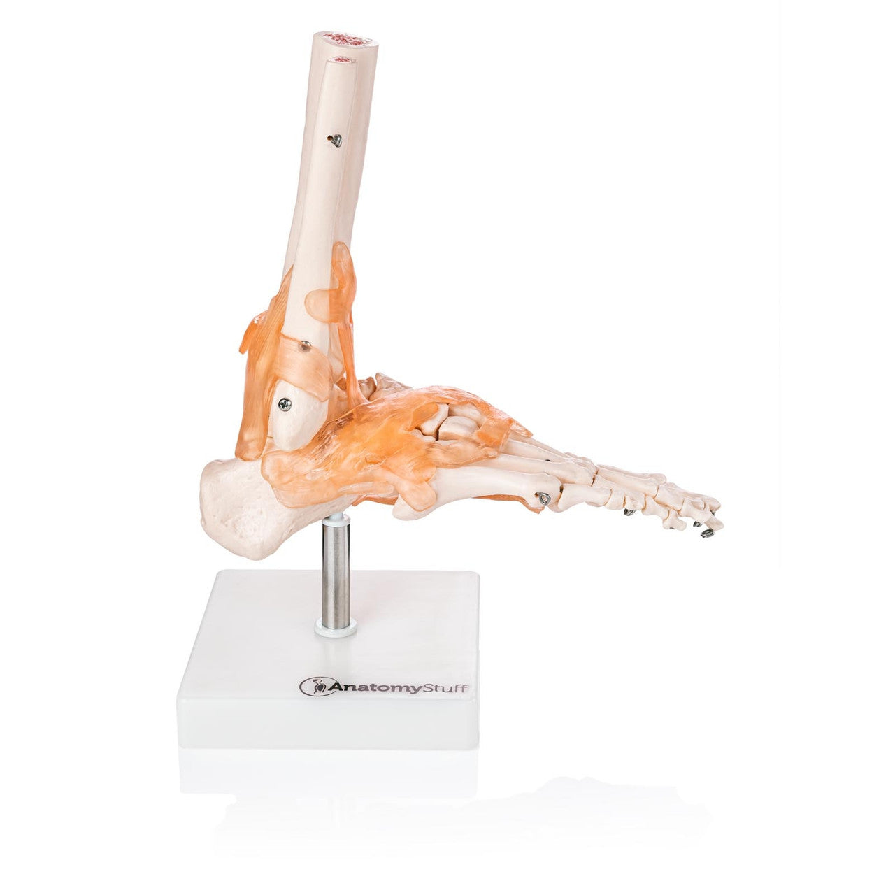 Budget Foot and Ankle Model with Ligaments