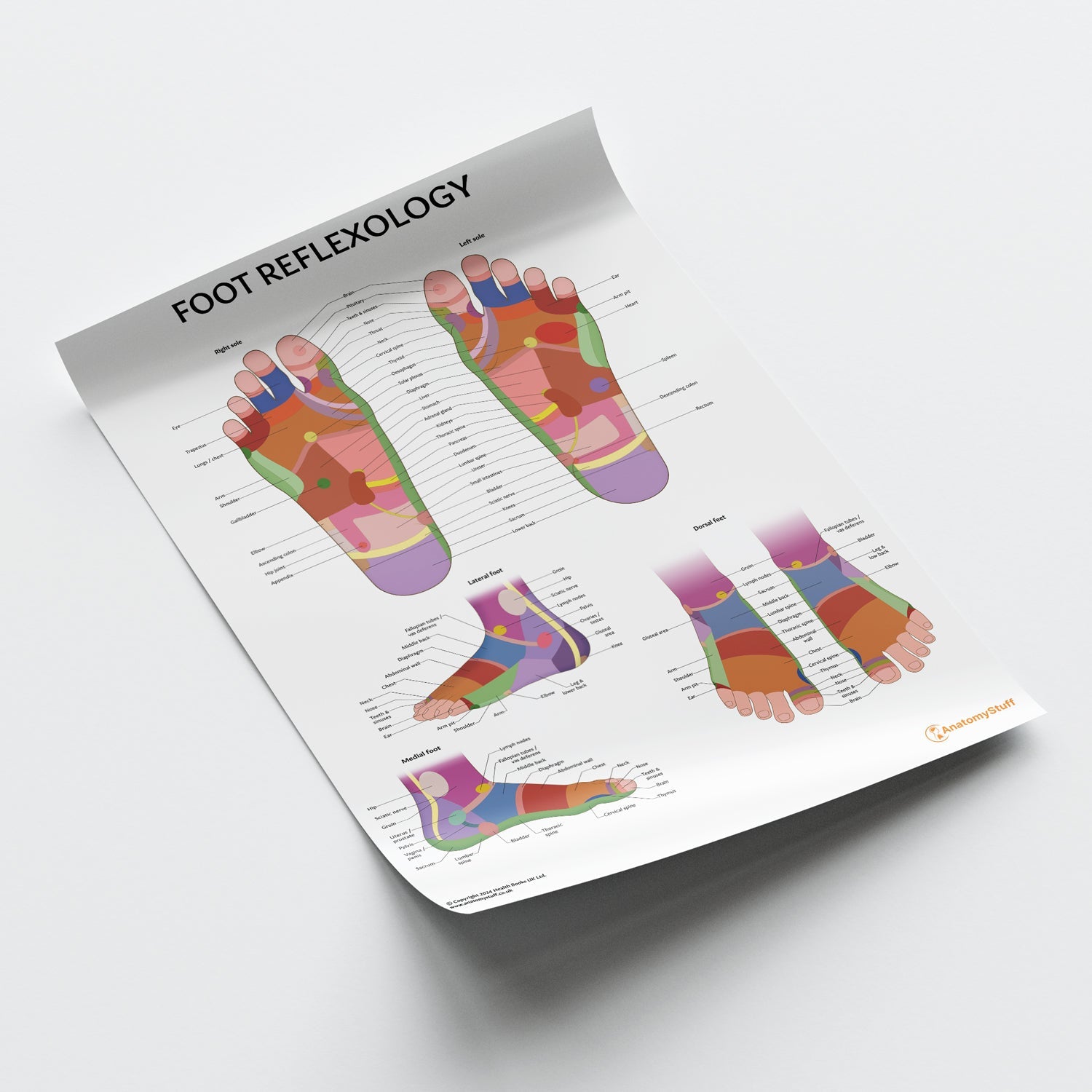 Foot Reflexology Chart / Poster