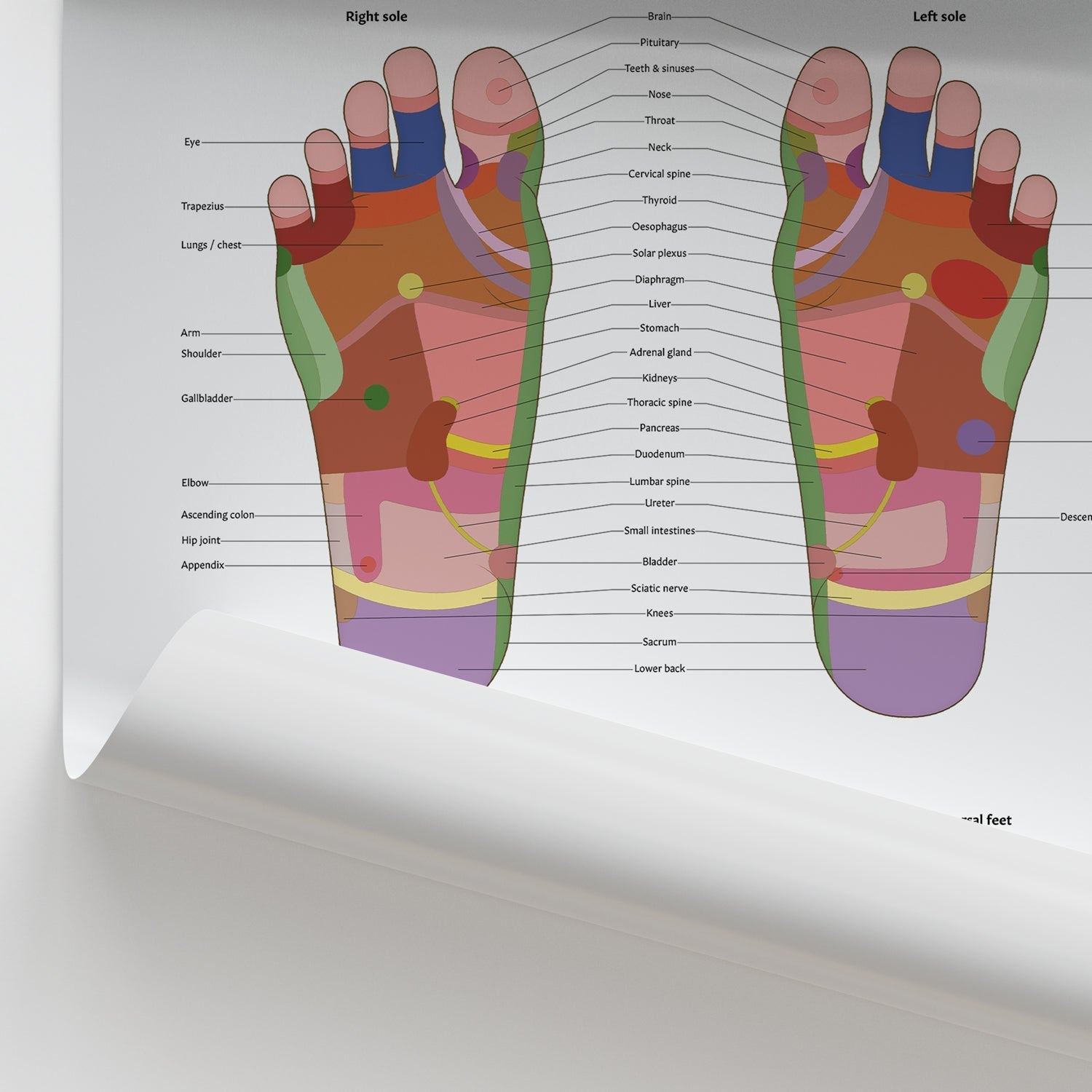 Foot Reflexology Chart / Poster - Part of Collection