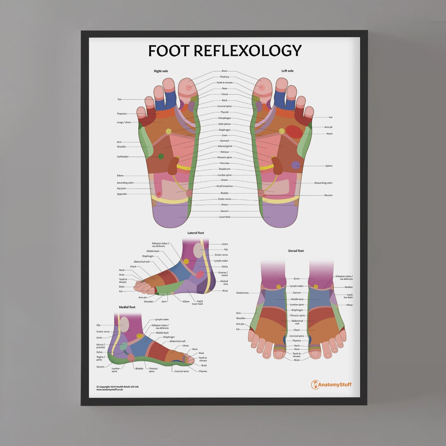 Foot Reflexology Chart / Poster