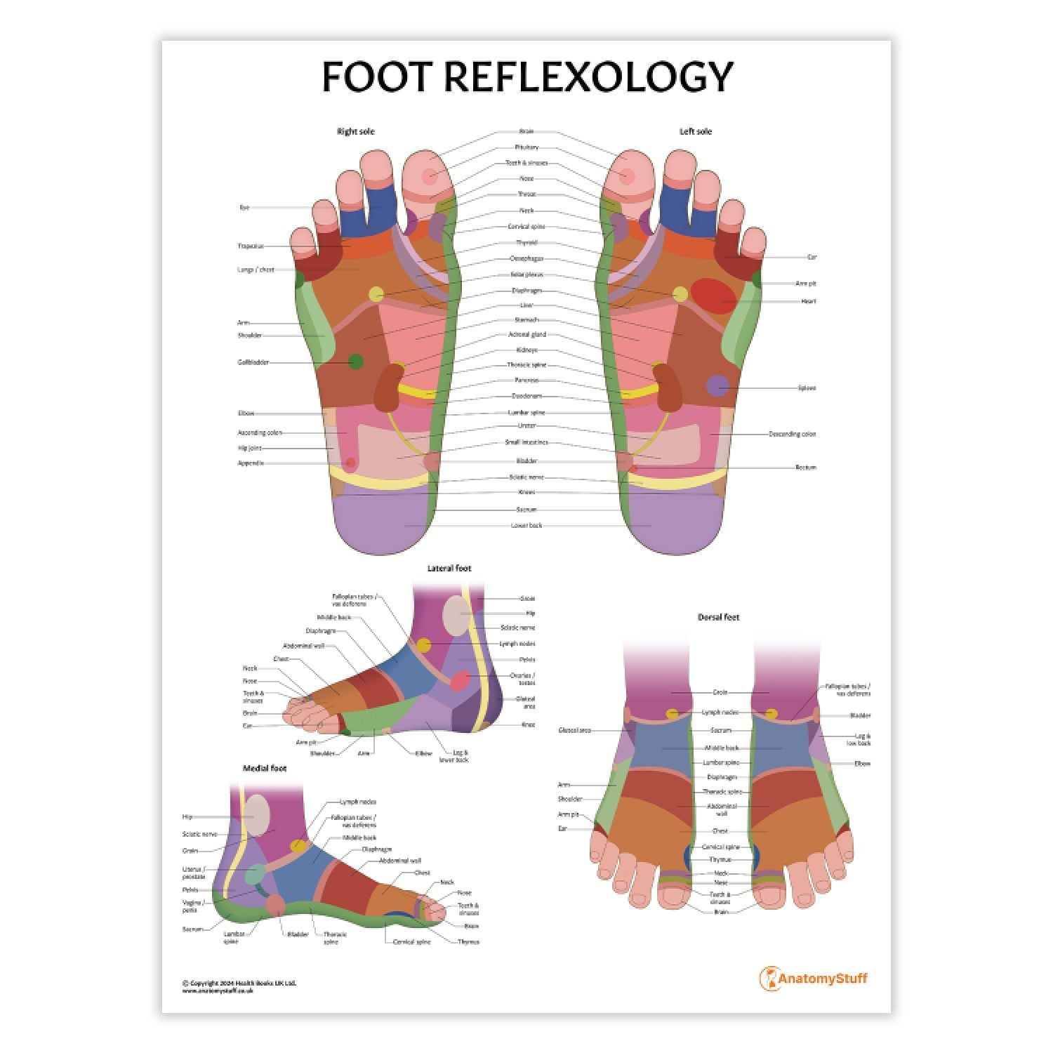 Foot Reflexology Chart / Poster - Part of Collection