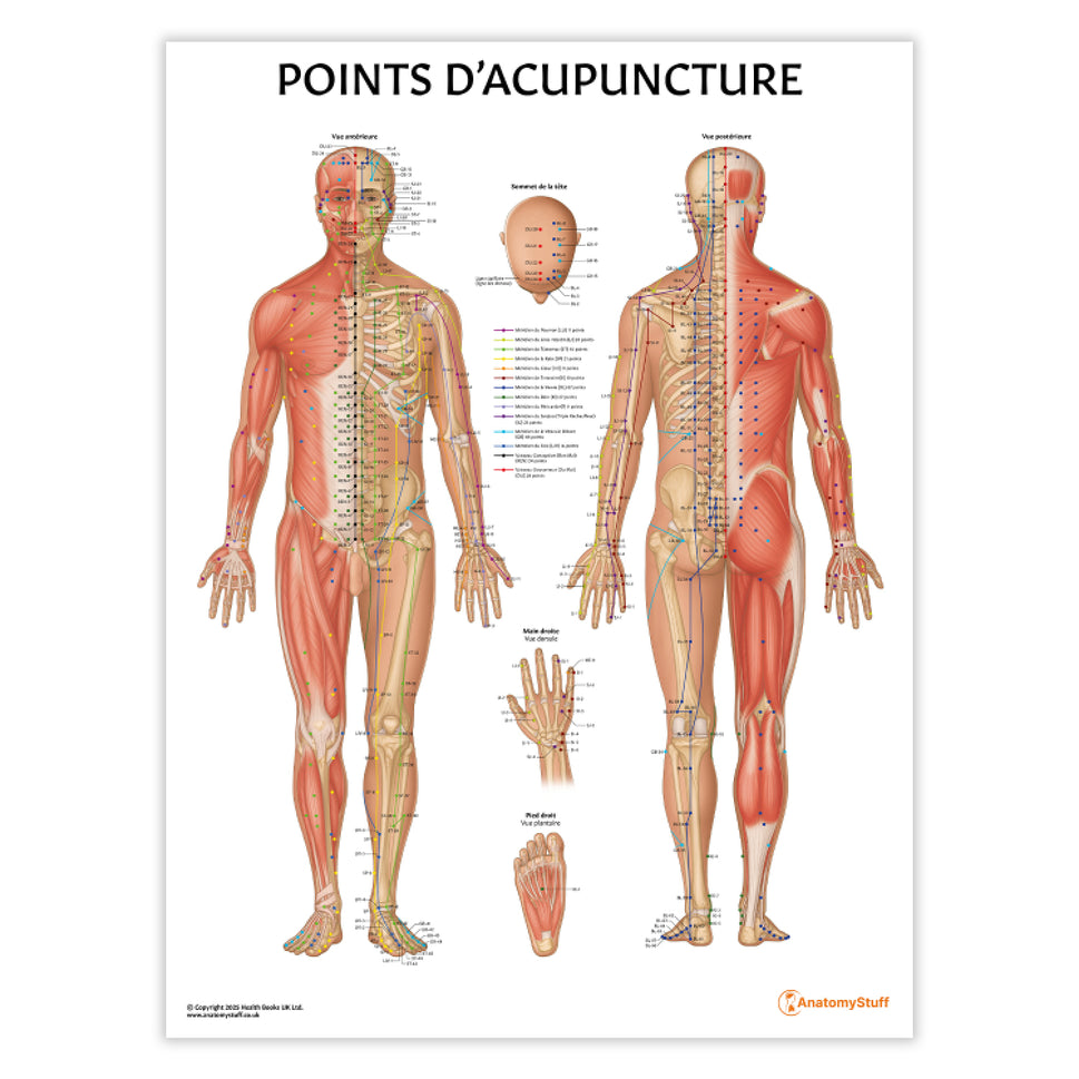 Points D'acupuncture Chart / Poster - French