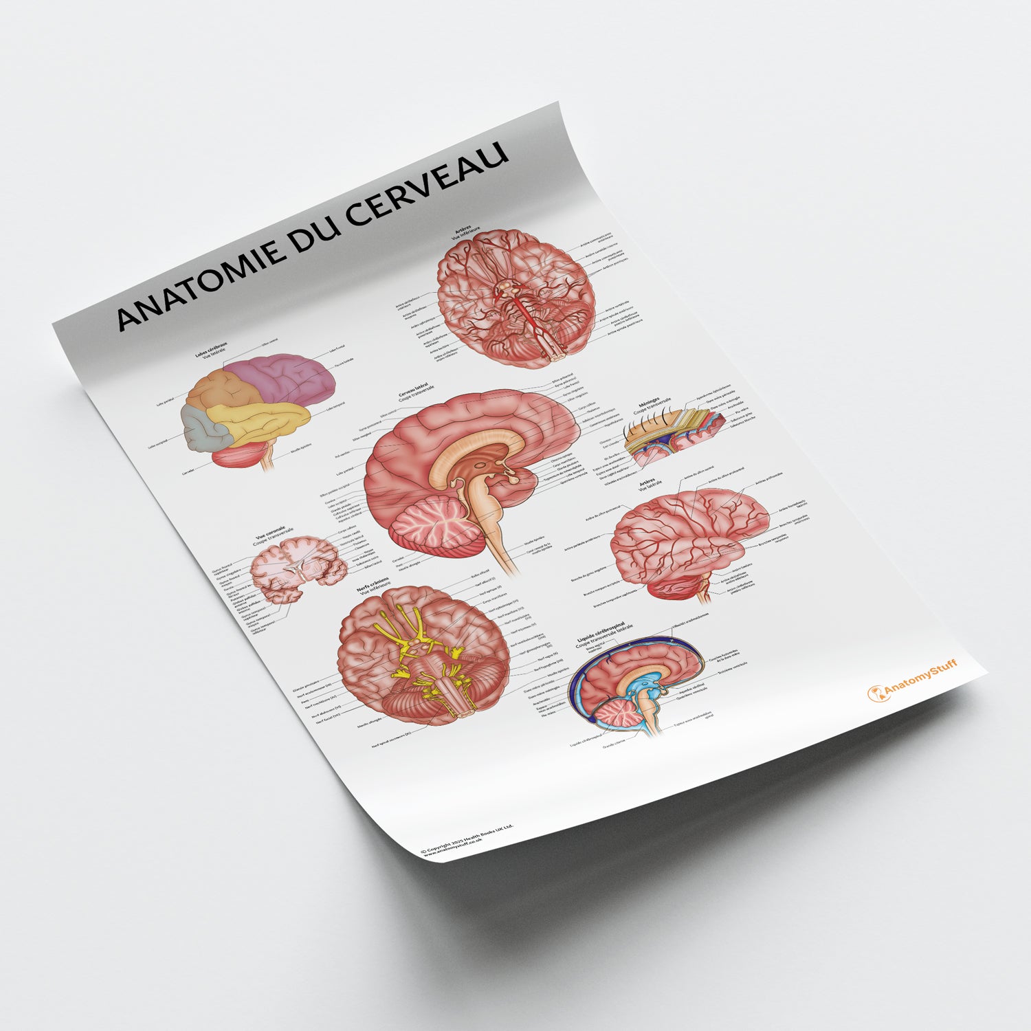 Anatomie du Cerveau Chart / Poster - French