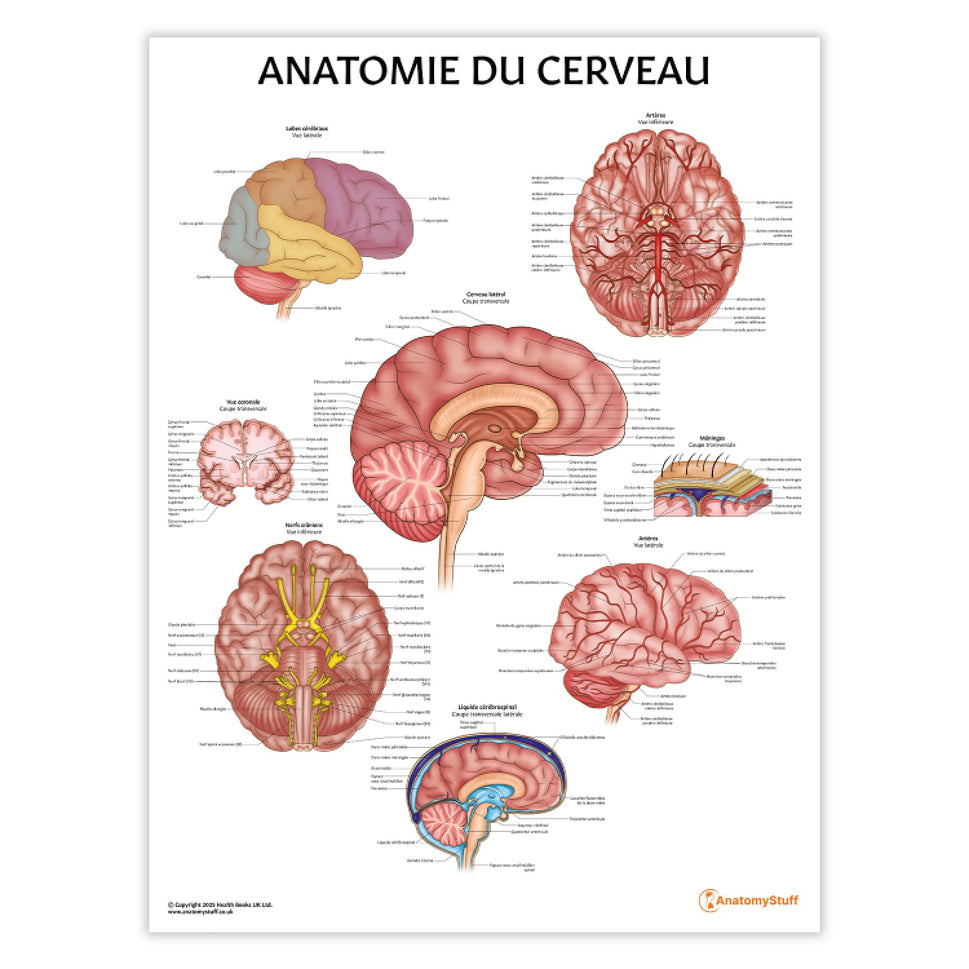 Anatomie du Cerveau Chart / Poster - French