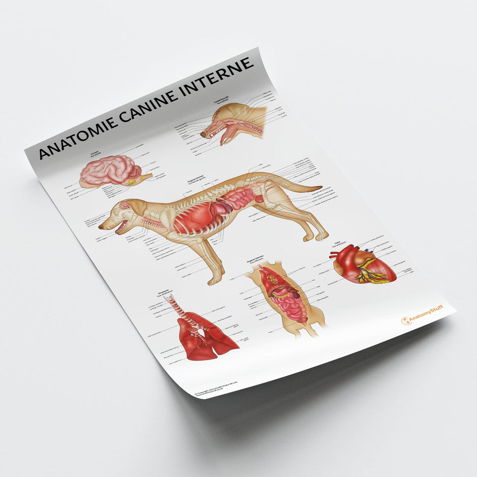 Anatomie Canine Interne Chart / Poster - French