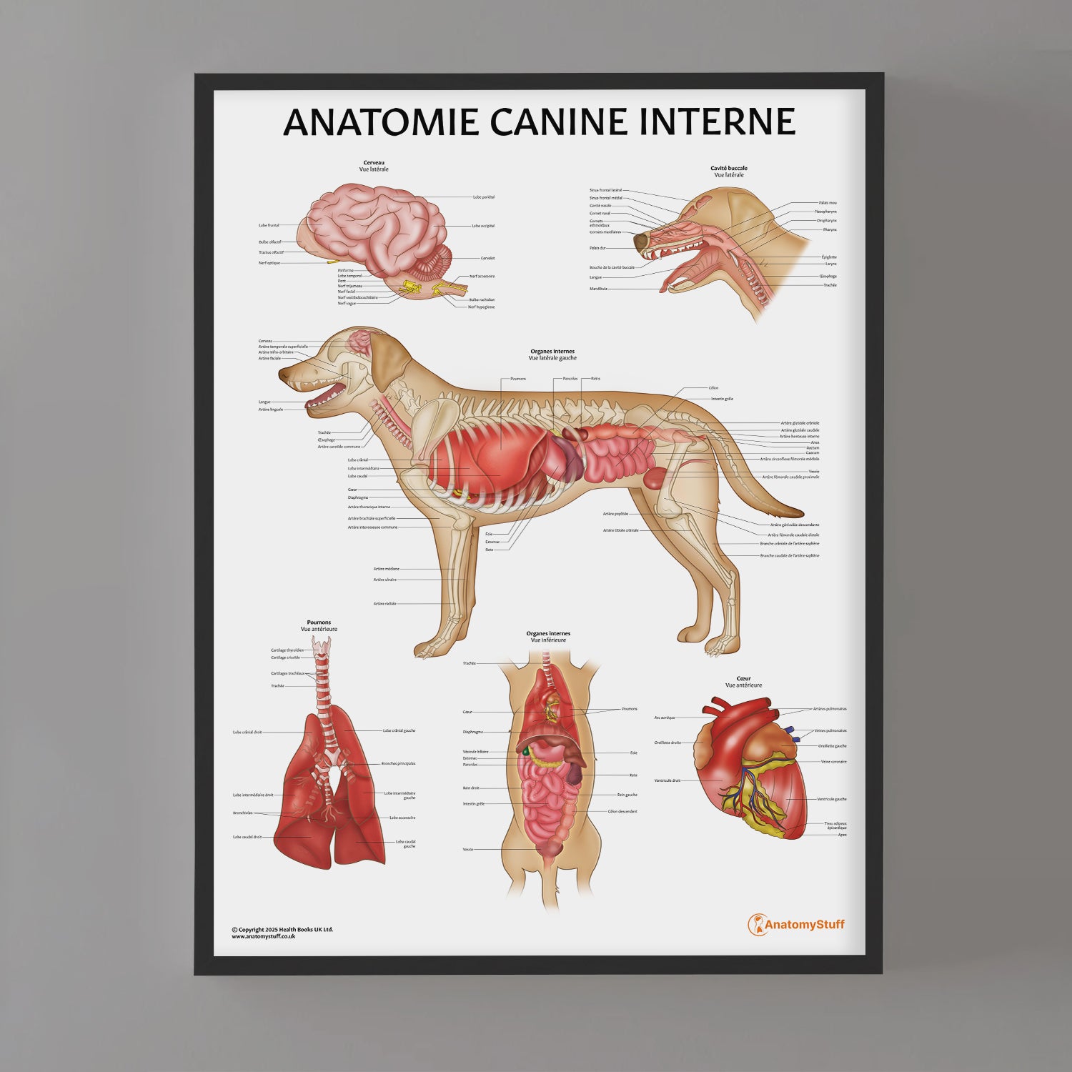 Anatomie Canine Interne Chart / Poster - French
