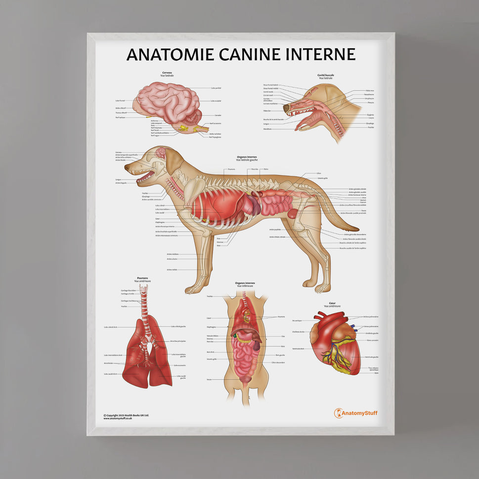 Anatomie Canine Interne Chart / Poster - French