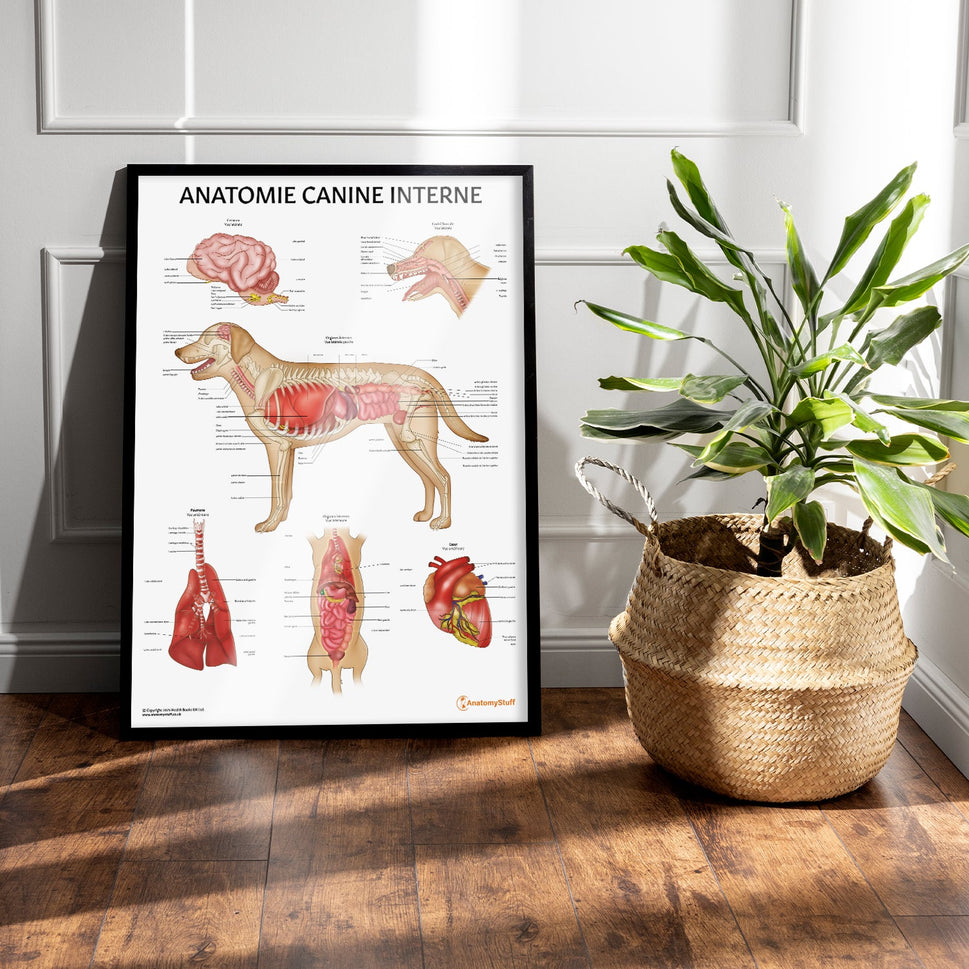 Anatomie Canine Interne Chart / Poster - French