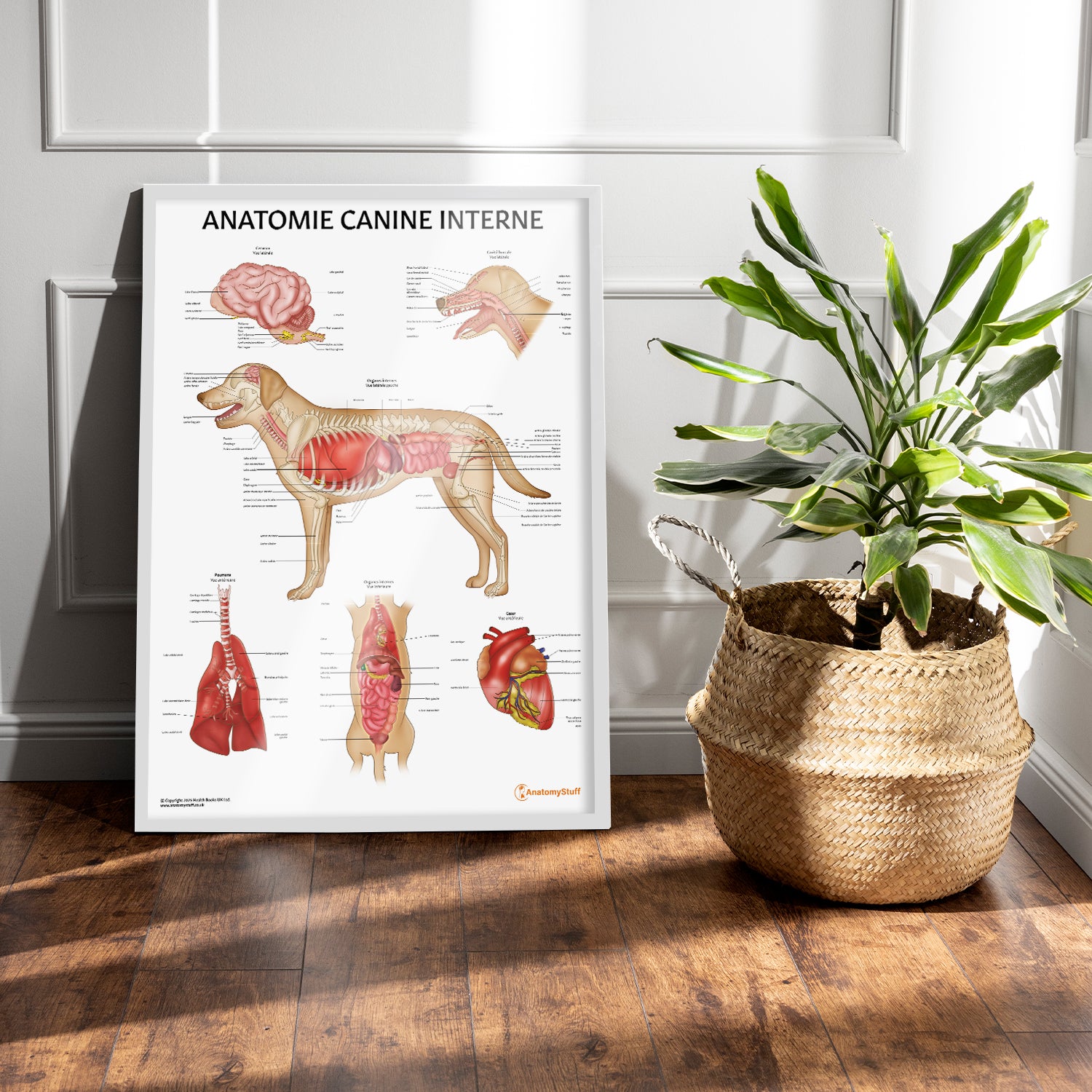 Anatomie Canine Interne Chart / Poster - French