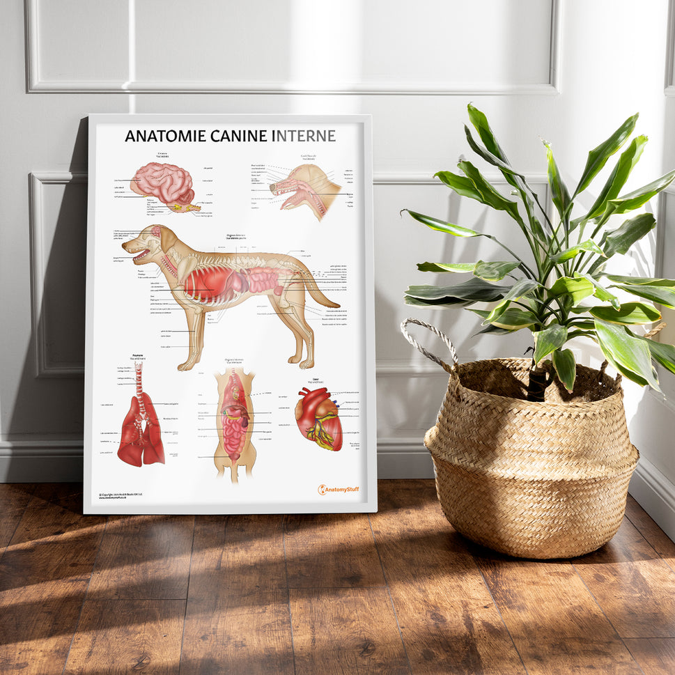 Anatomie Canine Interne Chart / Poster - French