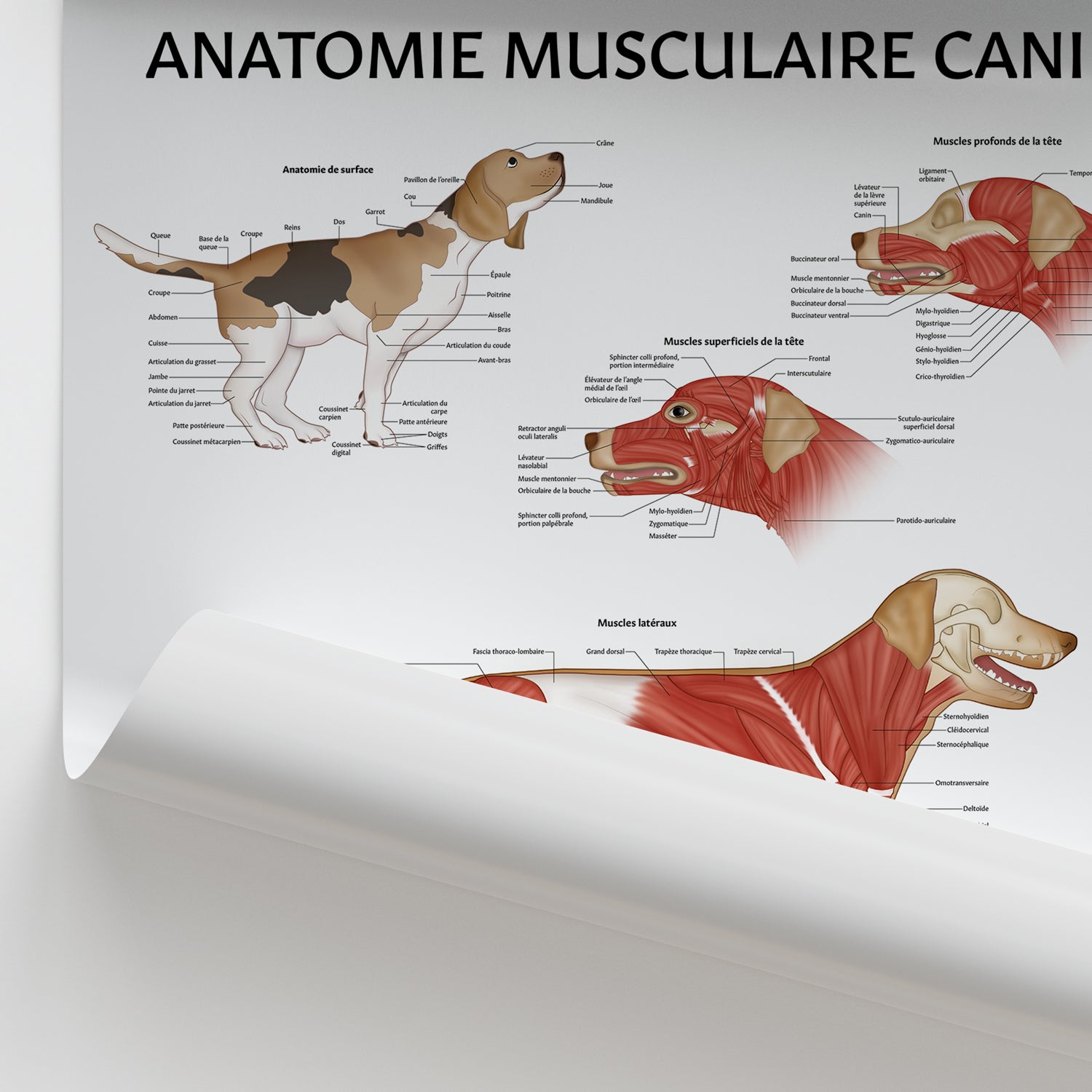 Anatomie Musculaire Canine Chart / Poster - French