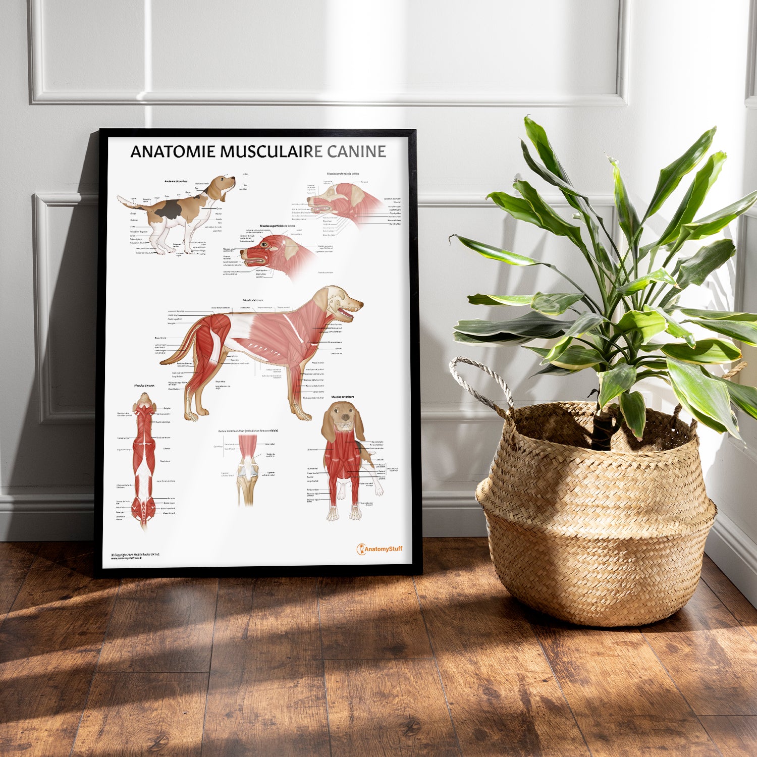 Anatomie Musculaire Canine Chart / Poster - French