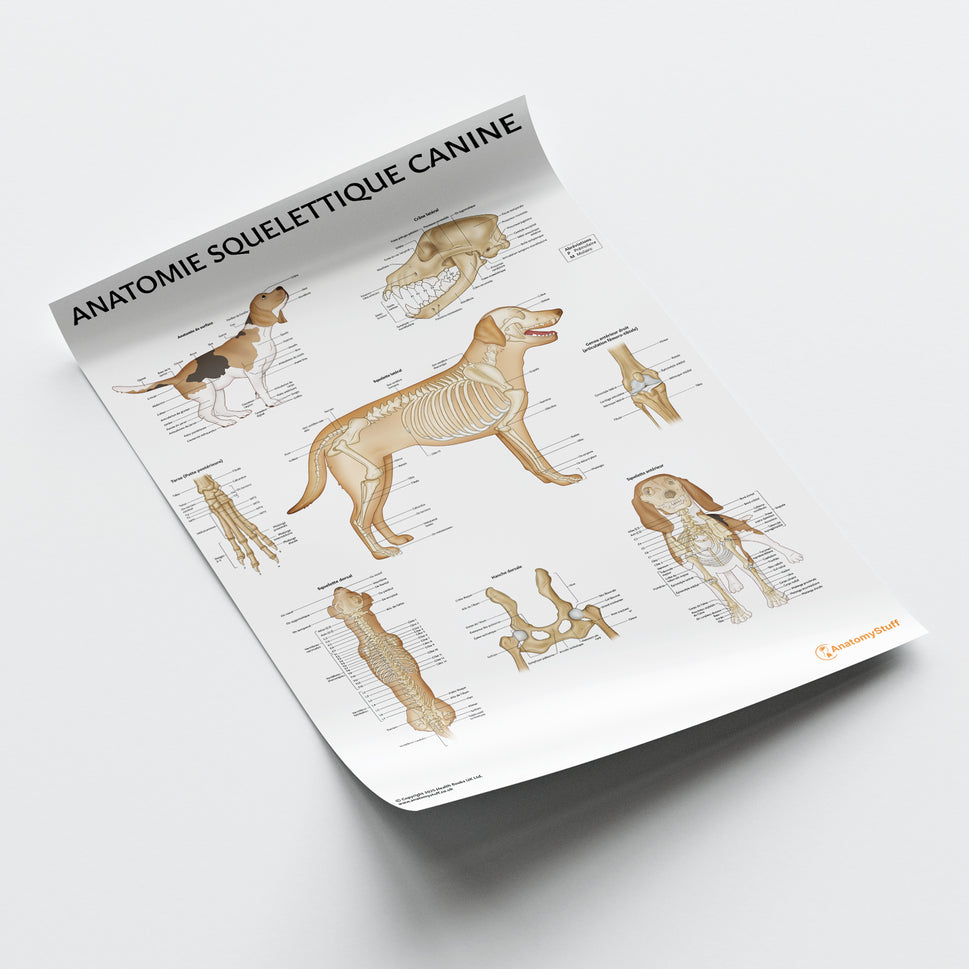 Anatomie Squelettique Canine Chart / Poster - French