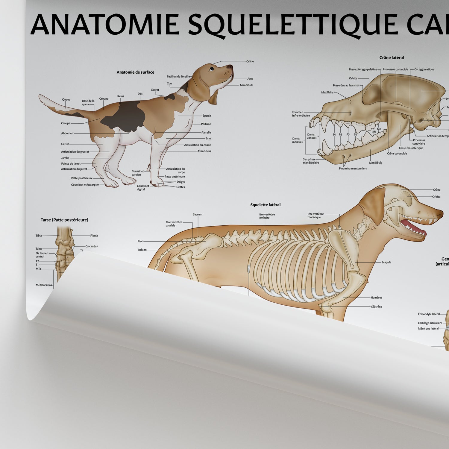 Anatomie Squelettique Canine Chart / Poster - French