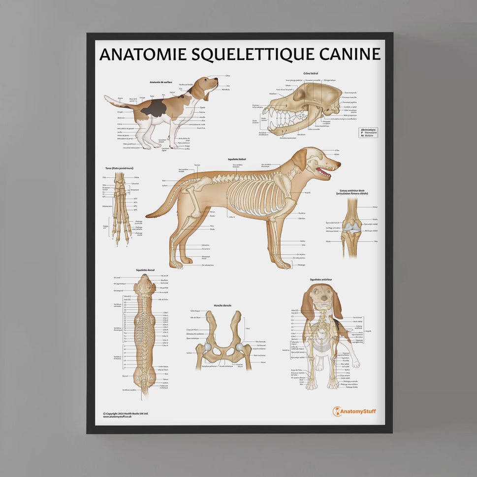 Anatomie Squelettique Canine Chart / Poster - French