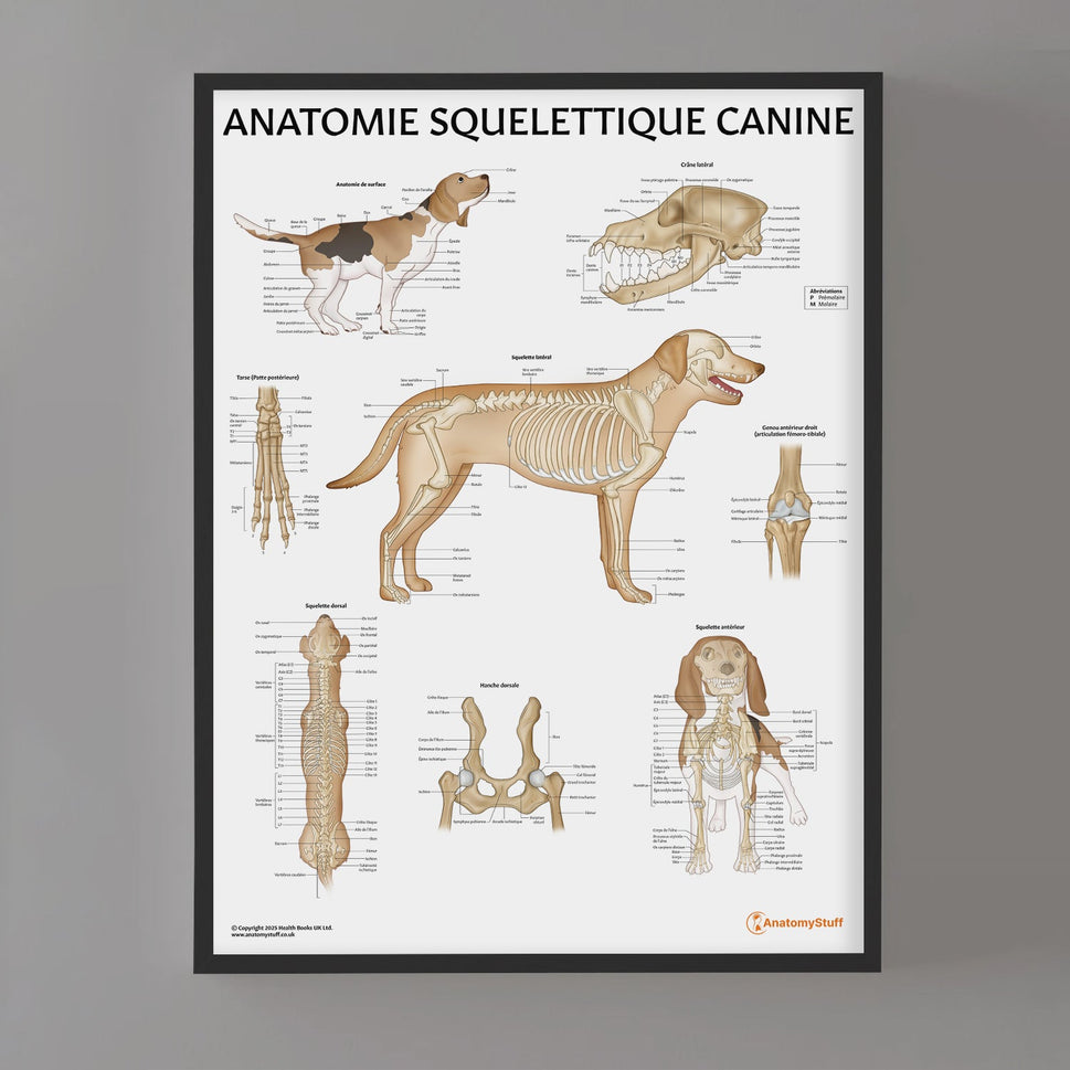 Anatomie Squelettique Canine Chart / Poster - French