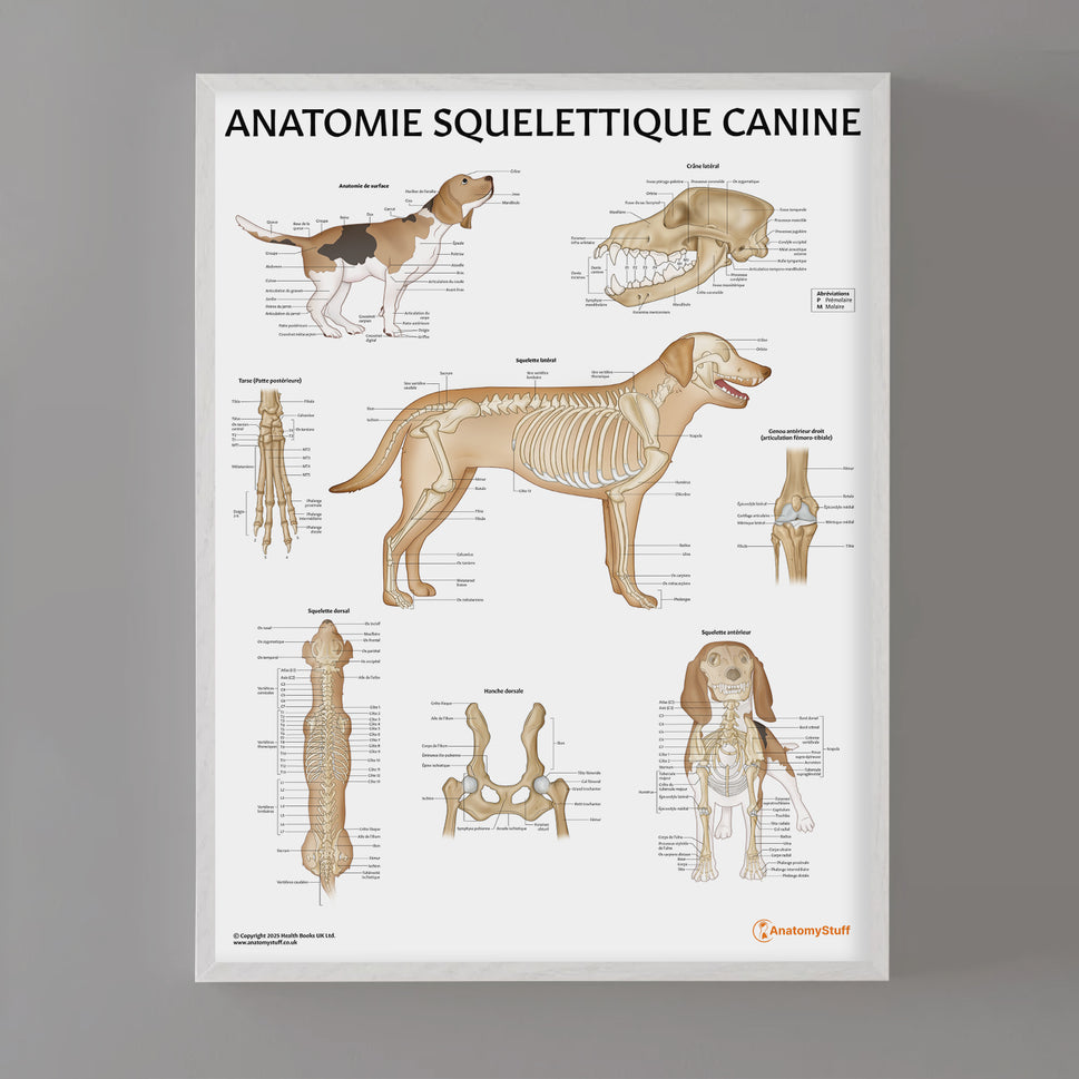 Anatomie Squelettique Canine Chart / Poster - French