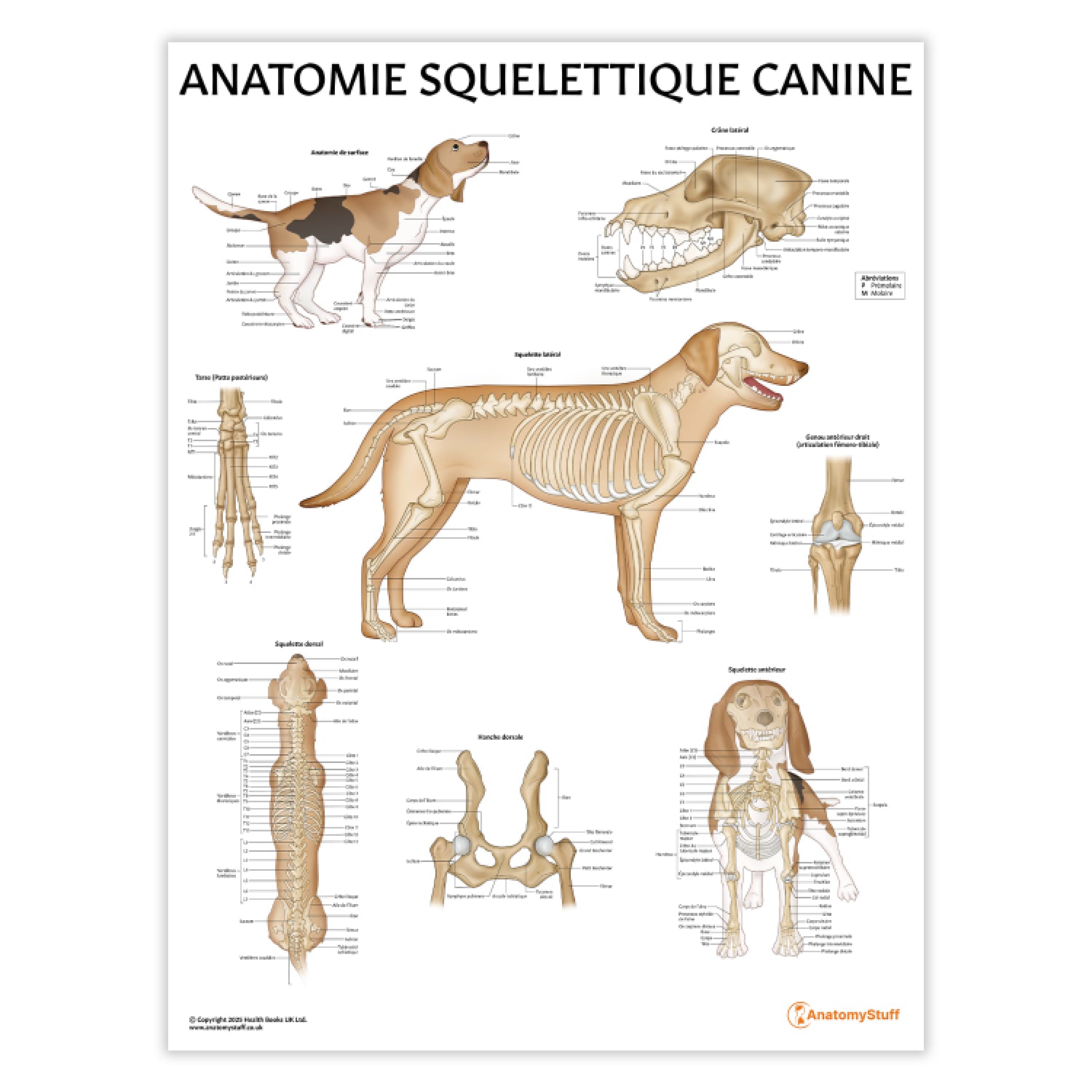 Anatomie Squelettique Canine Chart / Poster - French
