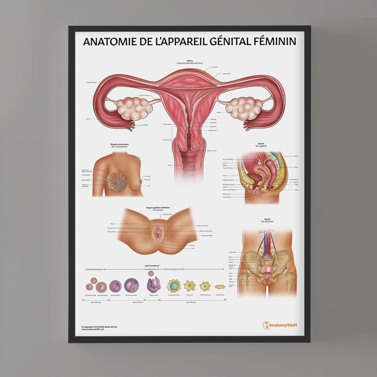Anatomie de L’appareil Génital Féminin Chart / Poster - French