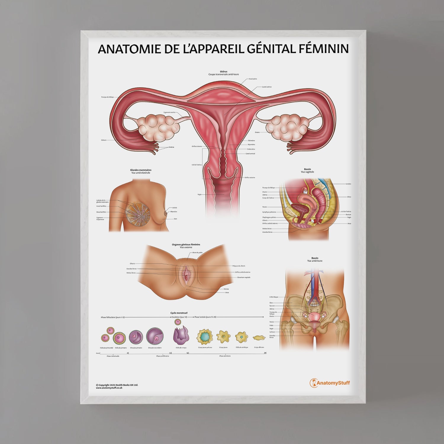 Anatomie de L’appareil Génital Féminin Chart / Poster - French