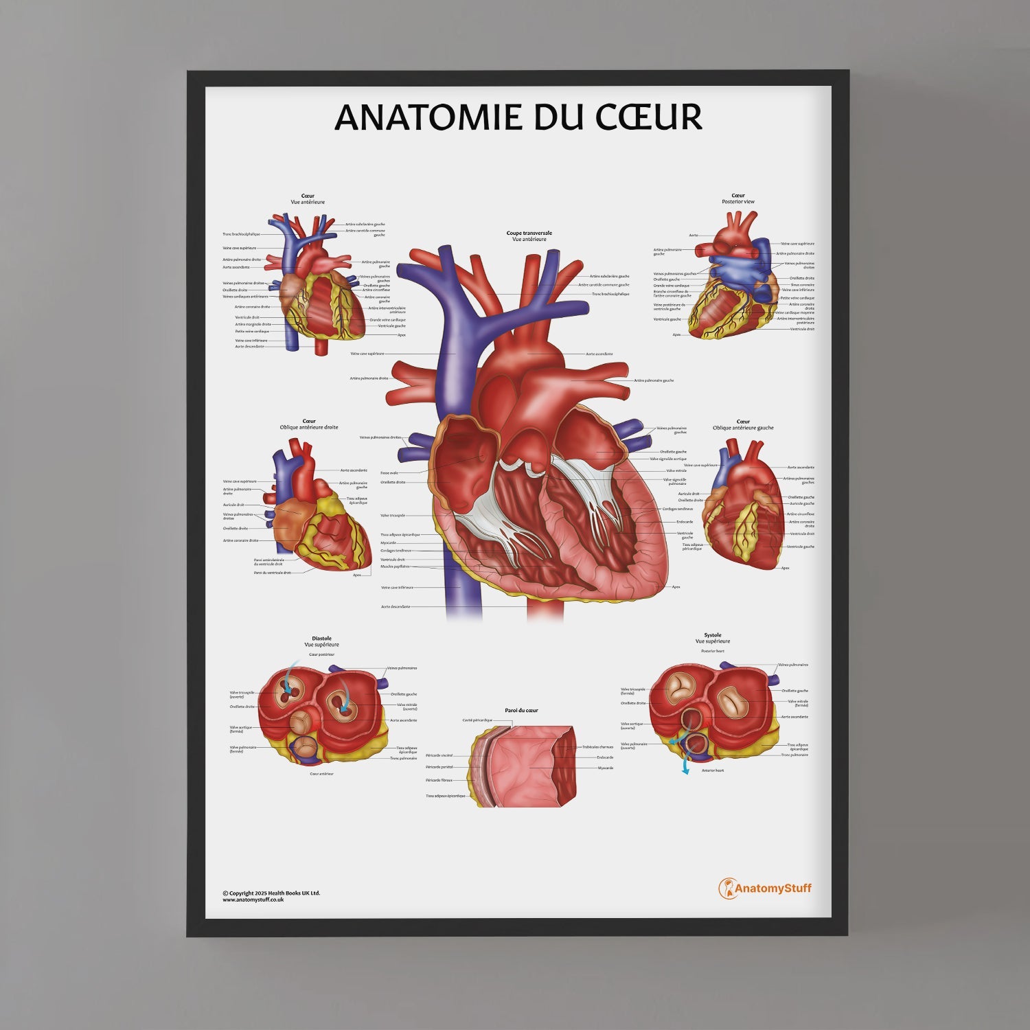 Anatomie du Cœur Chart / Poster - French