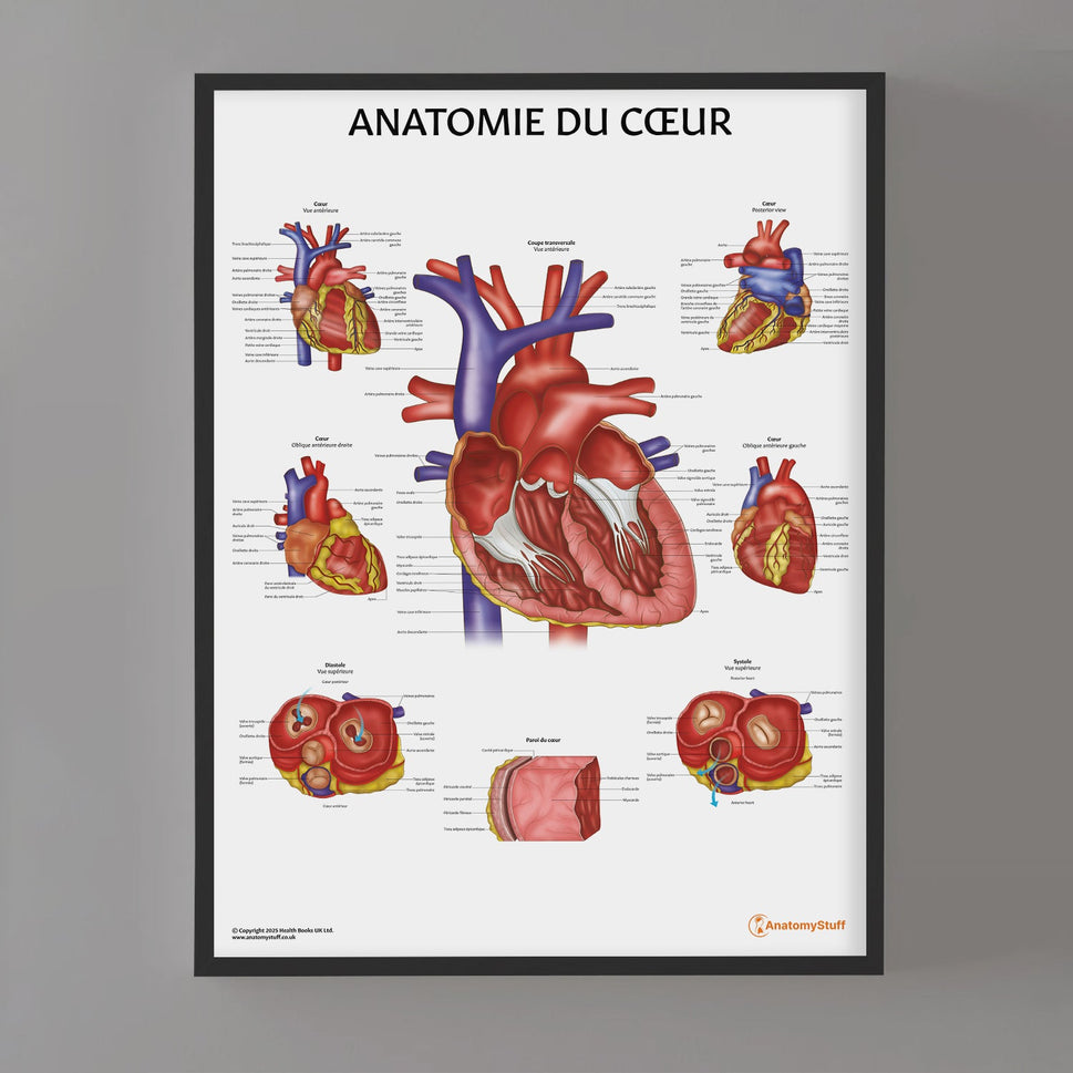 Anatomie du Cœur Chart / Poster - French