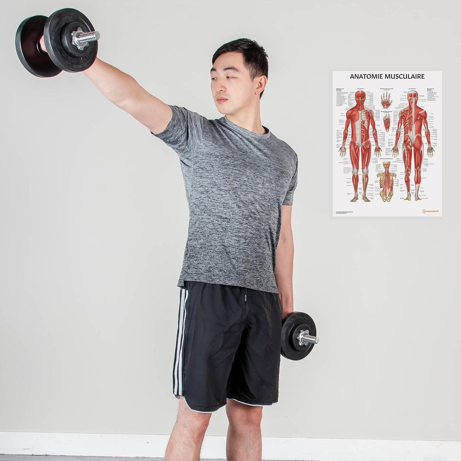 Anatomie Musculaire Chart / Poster - French