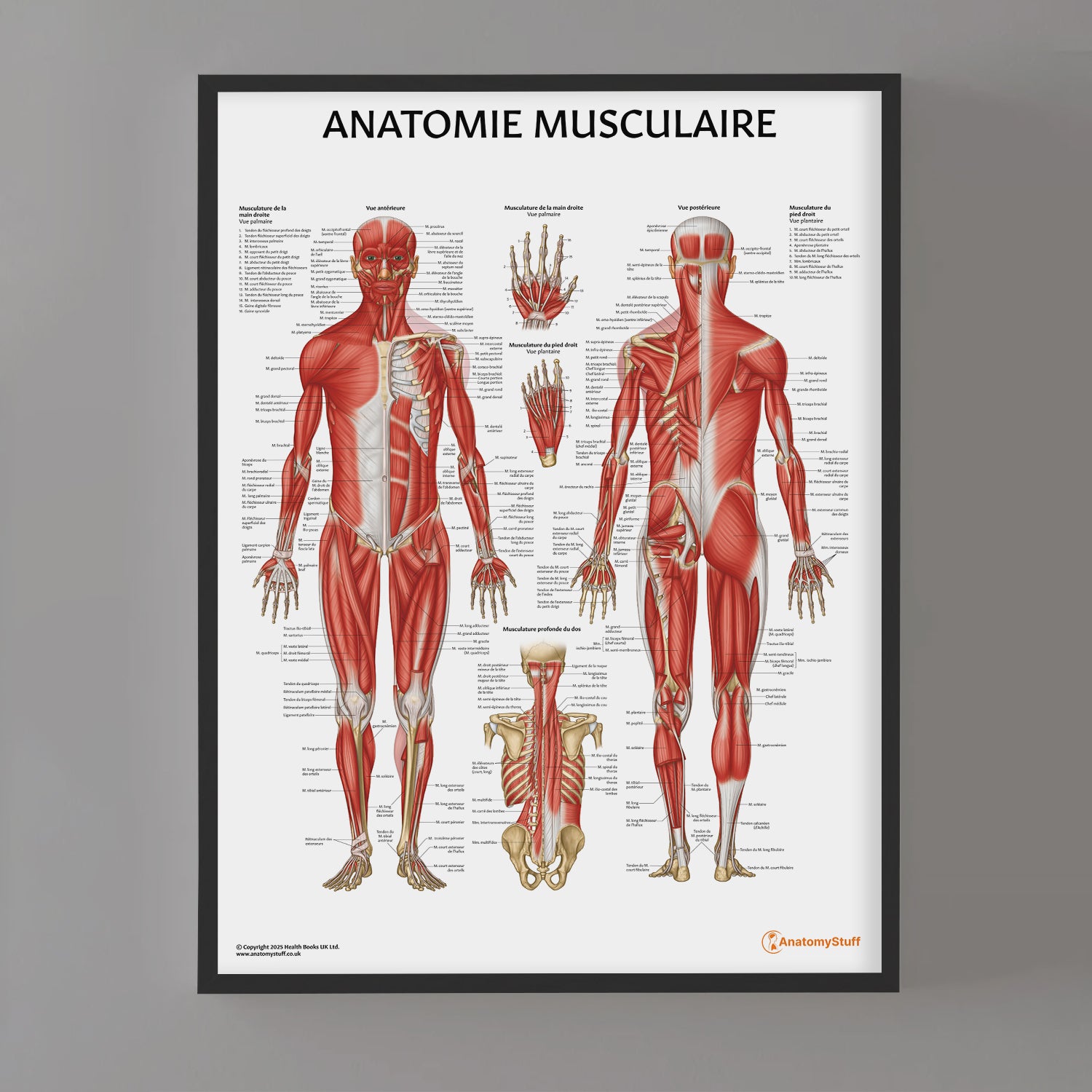 Anatomie Musculaire Chart / Poster - French