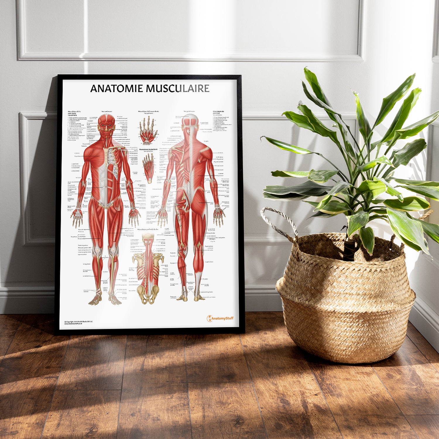 Anatomie Musculaire Chart / Poster - French