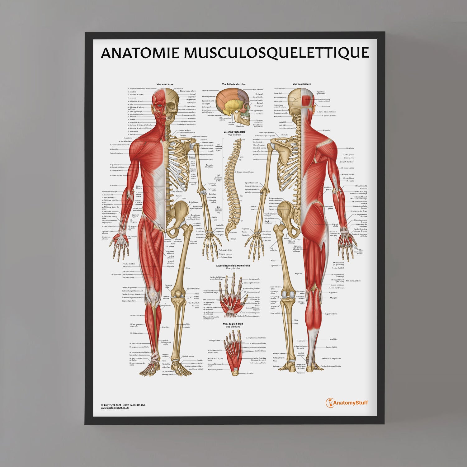 Anatomie Musculosquelettique Chart / Poster - French