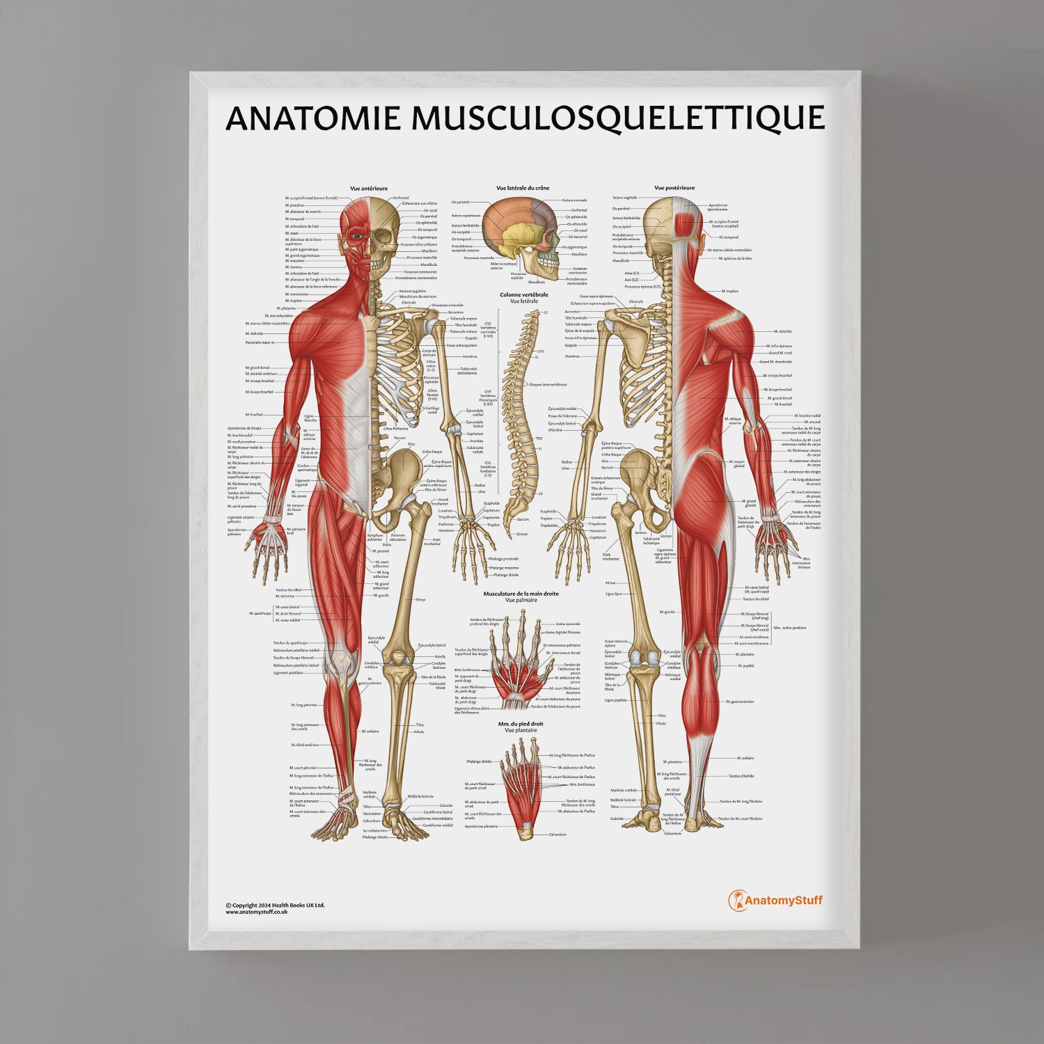 Anatomie Musculosquelettique Chart / Poster - French