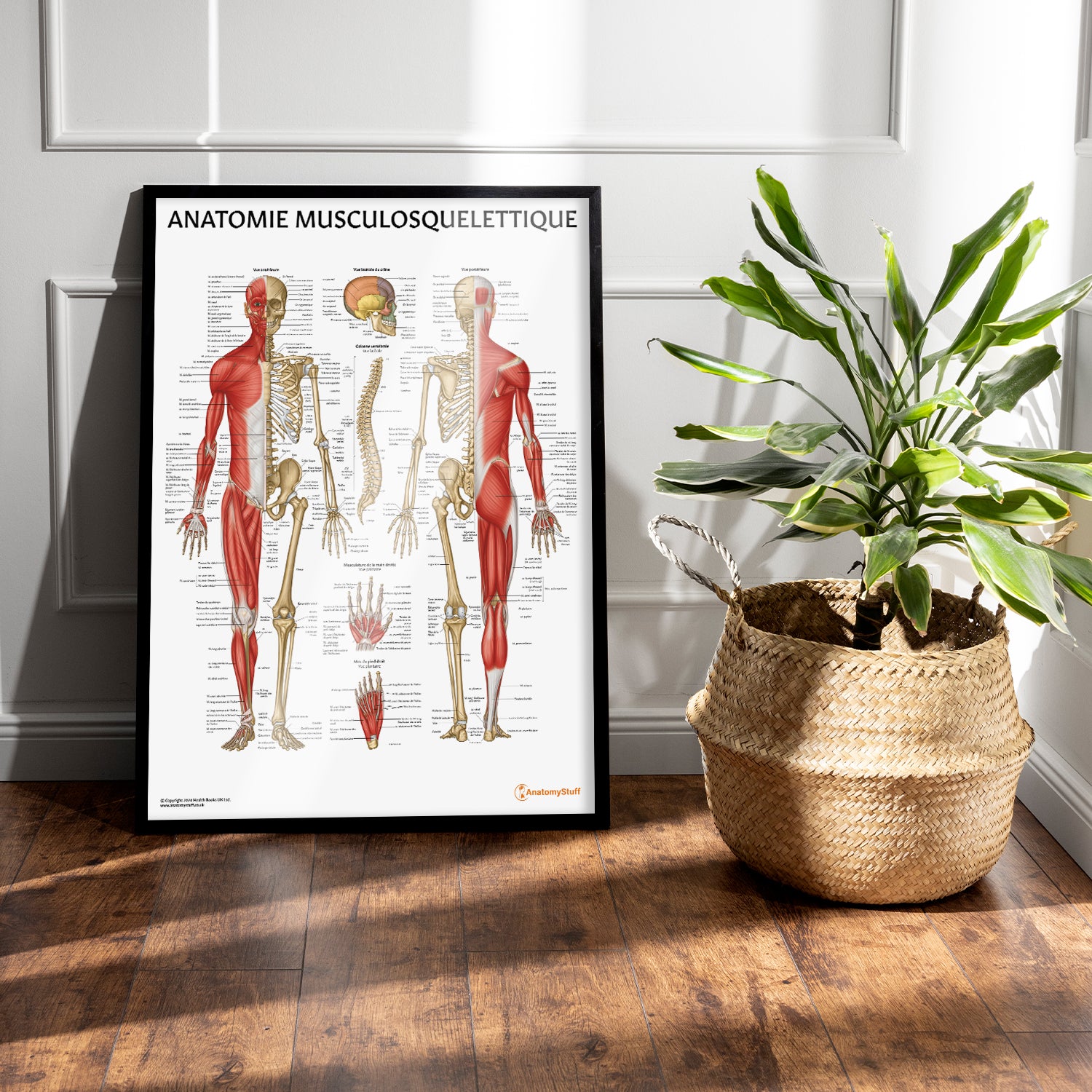 Anatomie Musculosquelettique Chart / Poster - French
