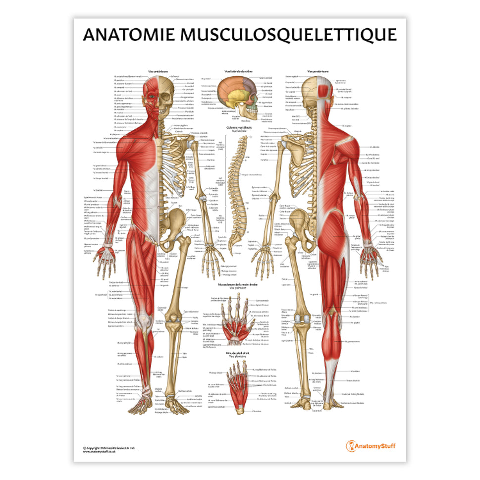 Anatomie Musculosquelettique Chart / Poster - French
