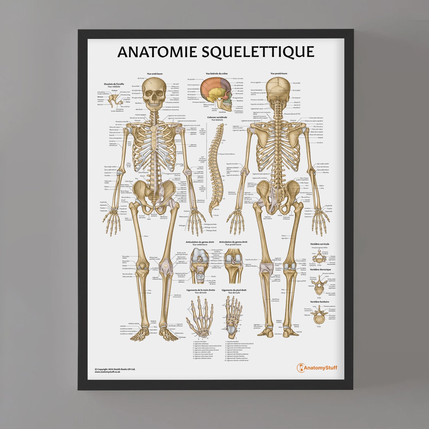 Anatomie Squelettique Chart / Poster - French