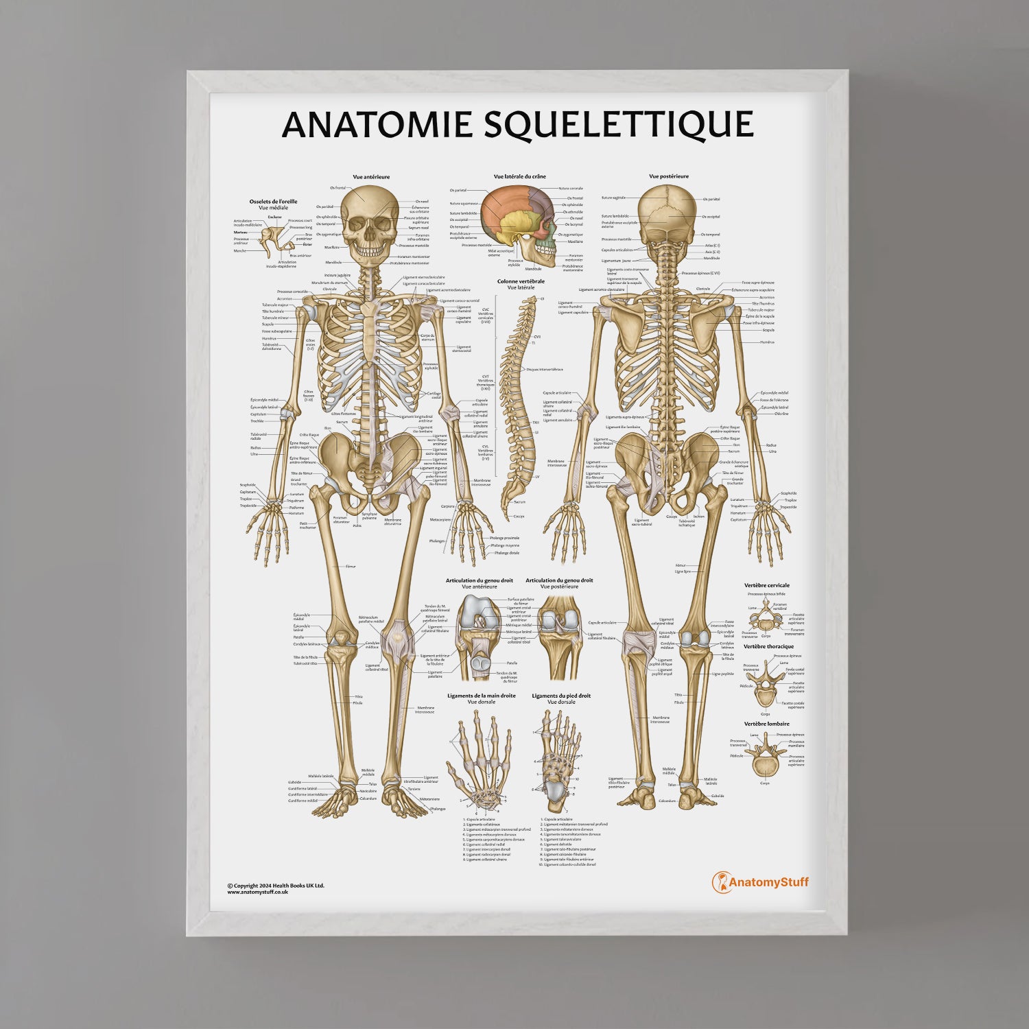 Anatomie Squelettique Chart / Poster - French