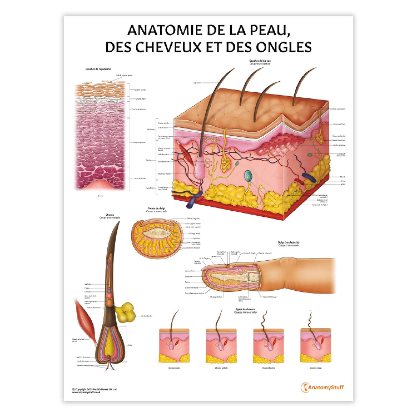 Anatomie de la Peau,  des Cheveux et des Ongles Chart / Poster - French