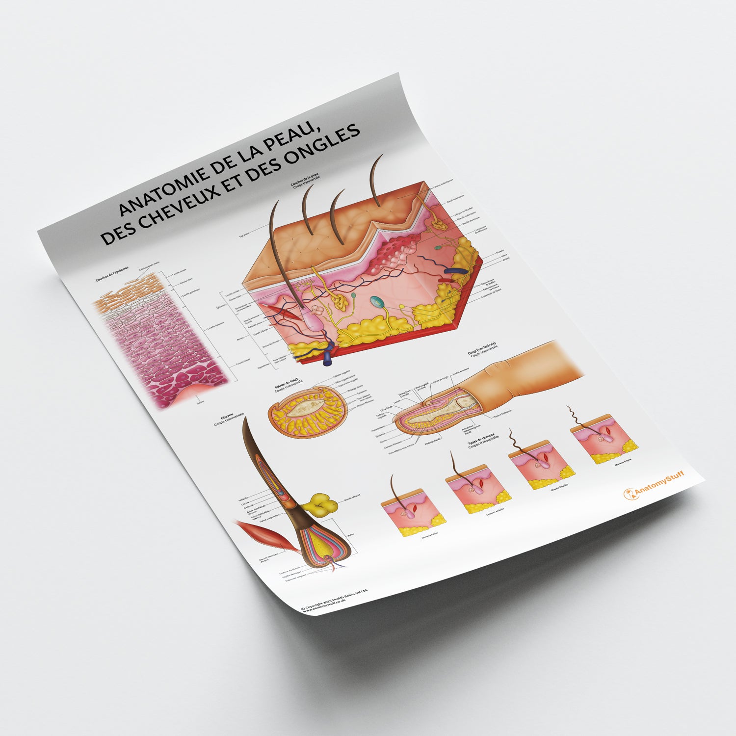 Anatomie de la Peau,  des Cheveux et des Ongles Chart / Poster - French