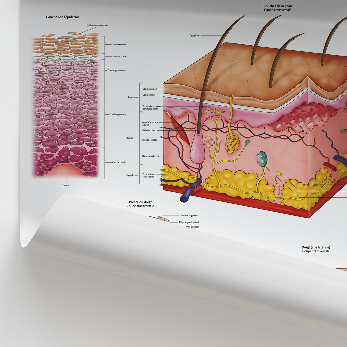 Anatomie de la Peau,  des Cheveux et des Ongles Chart / Poster - French