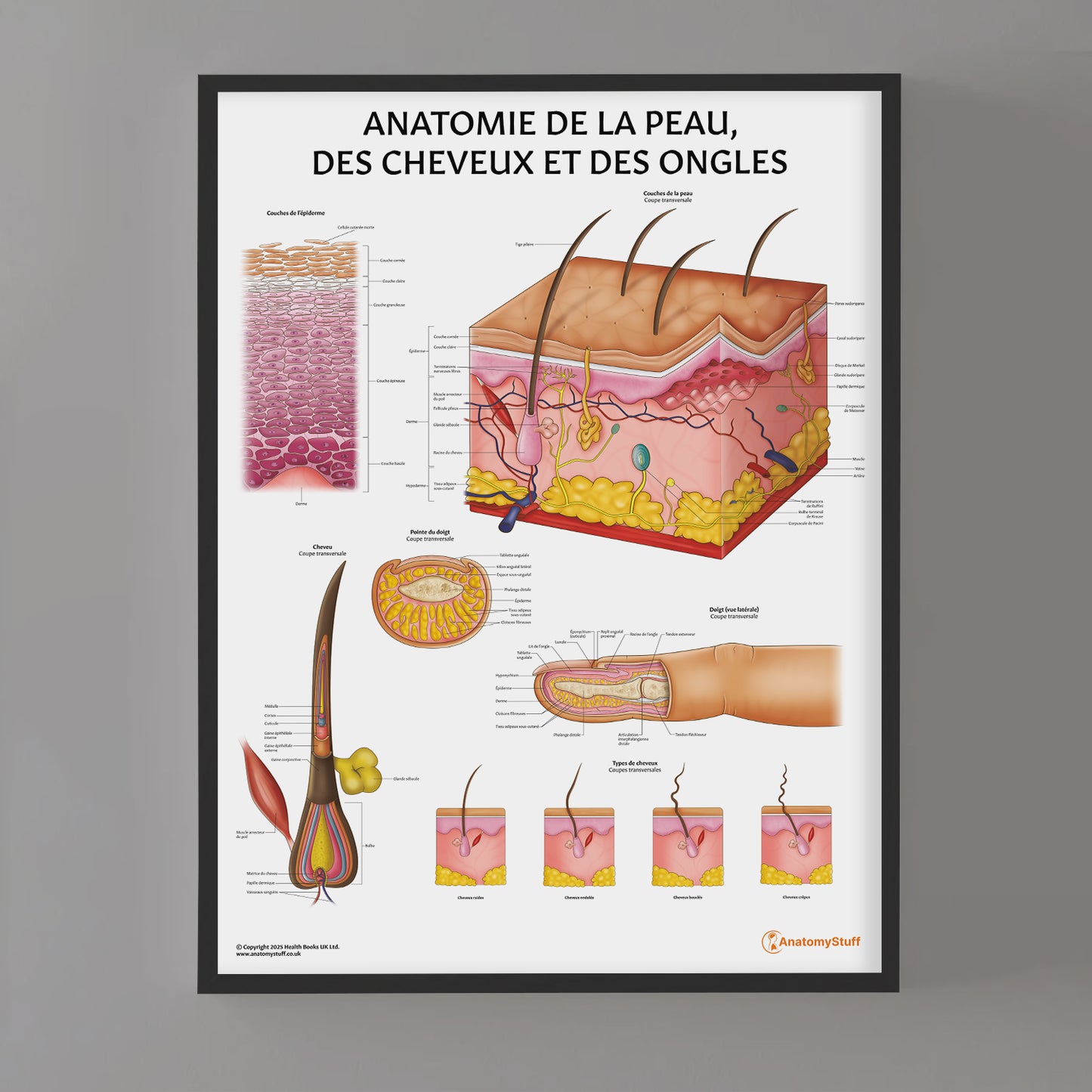 Anatomie de la Peau,  des Cheveux et des Ongles Chart / Poster - French